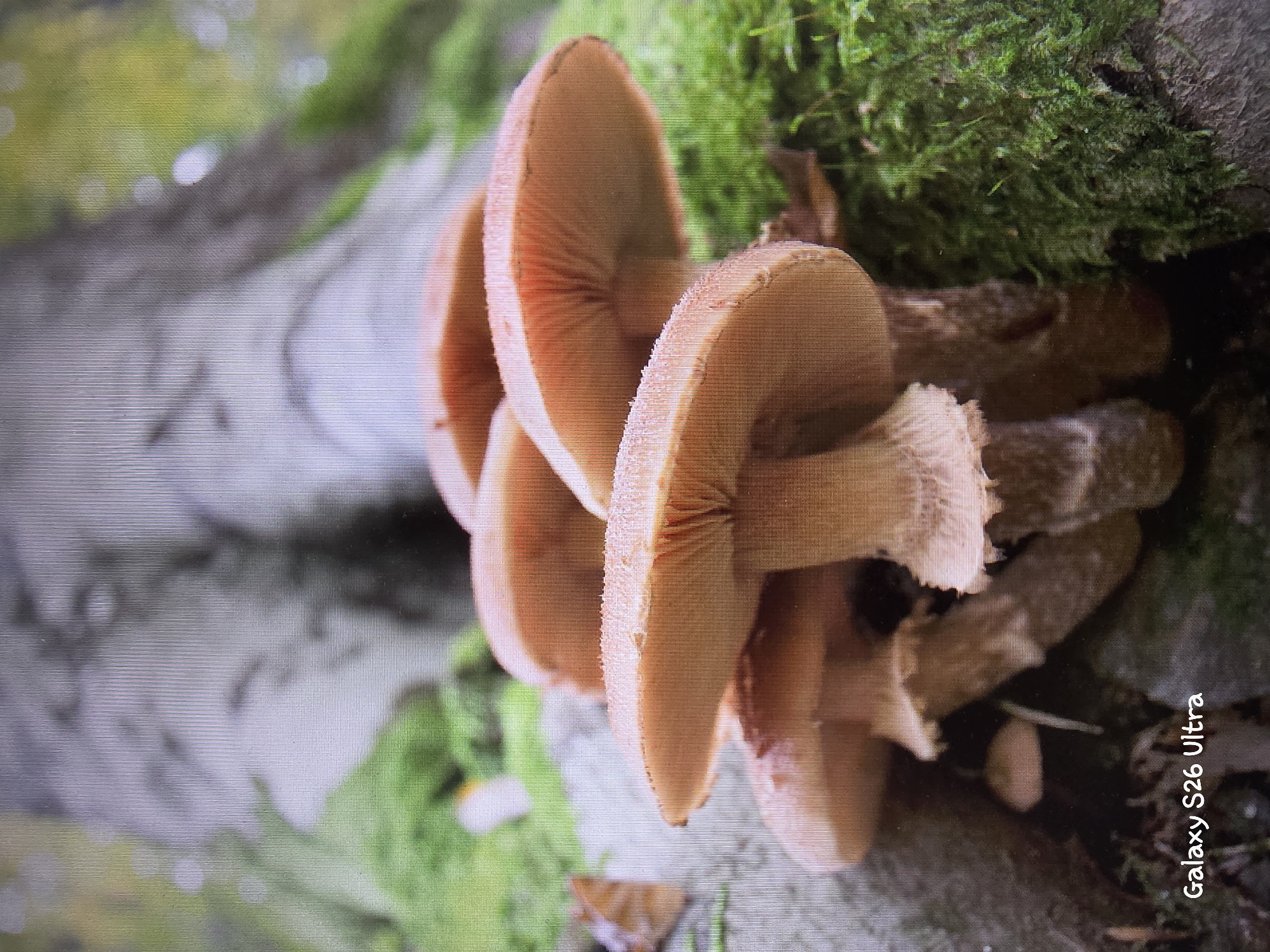 This is a close-up, vertical photograph of a cluster of honey mushrooms growing on a moss-covered surface, likely a tree trunk or fallen log. The mushrooms have light brown caps with visible gills underneath. Some of the caps are partially open, revealing their delicate structure, while others are more tightly closed. The moss is a vibrant green, creating a natural and earthy backdrop for the fungi. In the background, the scene is blurred, suggesting a forest or woodland setting. The lighting appears to be natural daylight, with soft shadows indicating it could be a slightly overcast day or the mushrooms are in a shaded area. There is visible text in the lower right corner of the image which reads "Galaxy S26 Ultra". The overall impression is one of natural beauty and the subtle details of the forest floor. The location context of Plovdiv, Bulgaria, reinforces the natural setting.