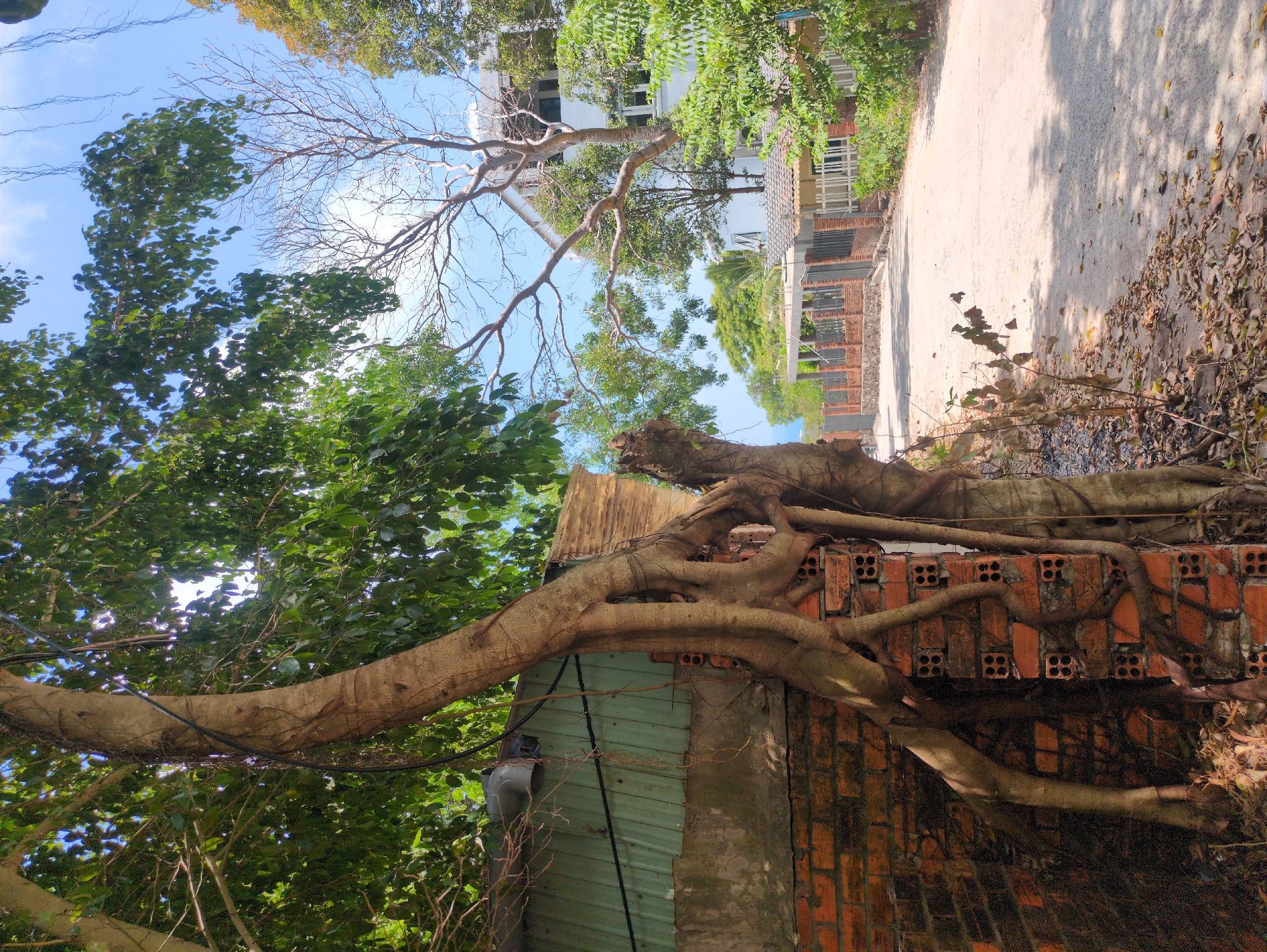 The image shows the roots of a large tree growing over a brick wall in Phú Quốc, Vietnam. The roots are thick and winding, covering much of the wall. Part of a building's metal siding is visible underneath the tree roots. The tree's trunk is also partially visible, as well as leafy green foliage, along with branches from another, bare tree above. A road and buildings can be seen in the background. The weather appears sunny.