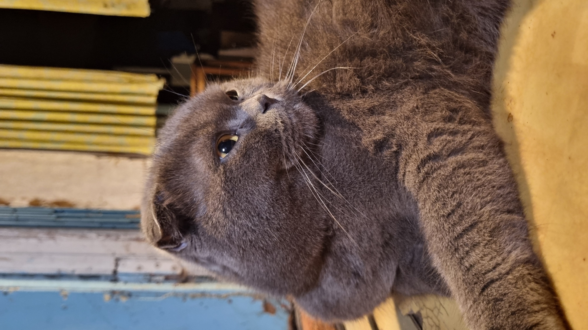 In Vysokoe, Russia, a close-up, eye-level shot captures a grey Scottish Fold cat resting. The cat's folded ears and round face are prominent. Its yellow eyes are looking to the right of the frame. The cat's fur is a medium grey, and its whiskers are long and white. In the background, a portion of a blue door or wall is visible on the left, and yellow curtains hang on the right. The cat is lying on a yellow surface that appears to be a table or mat. The lighting suggests an indoor or covered outdoor setting.