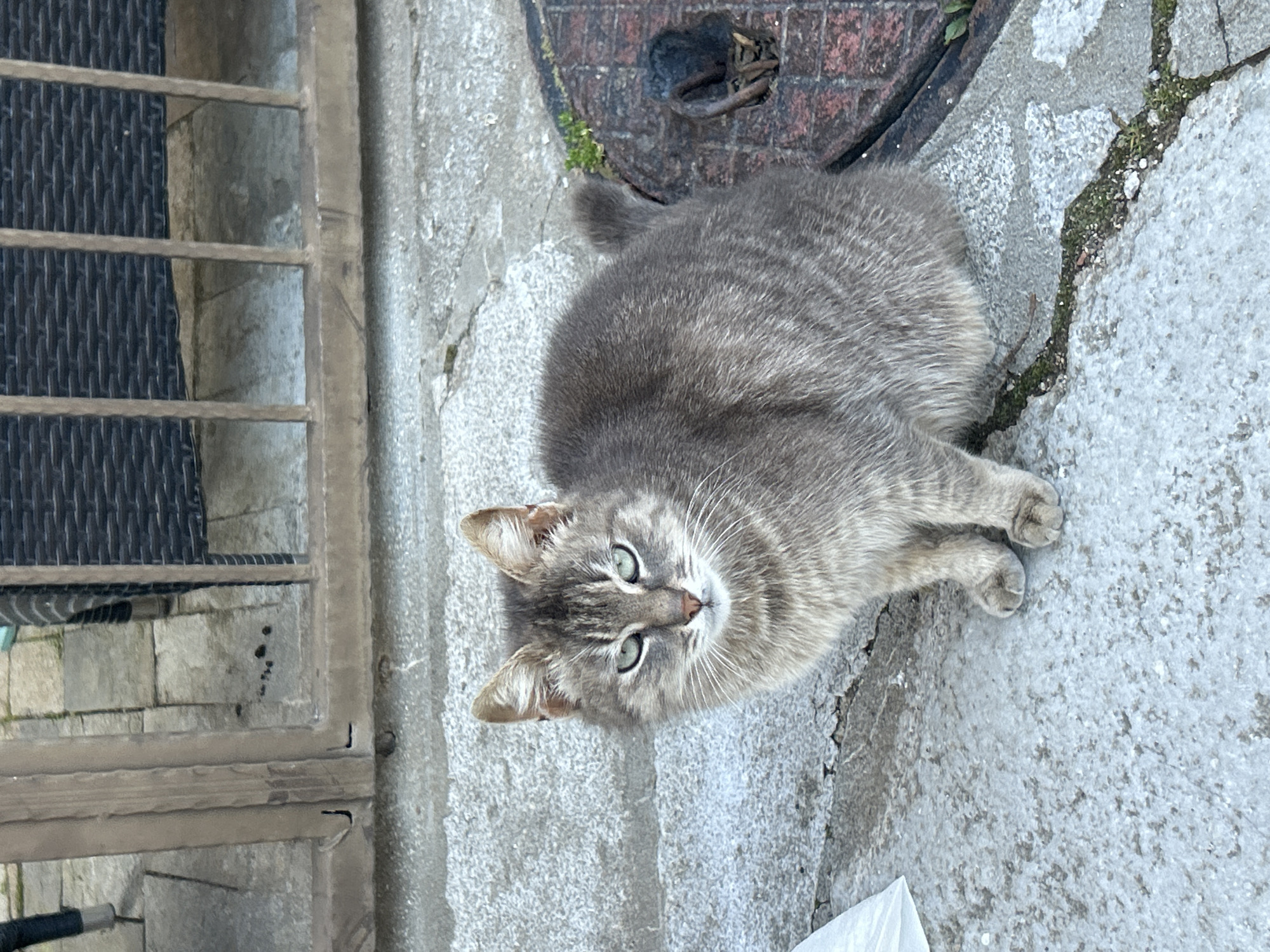 A gray tabby cat with green eyes lies on a gray concrete surface near a metal grate. The location appears to be outdoors, possibly a courtyard or sidewalk. In the background, a metal grate is visible. To the upper right of the cat, part of a brick manhole cover sits in the concrete. The cat is looking directly at the camera. The location is Zlatograd, Bulgaria.