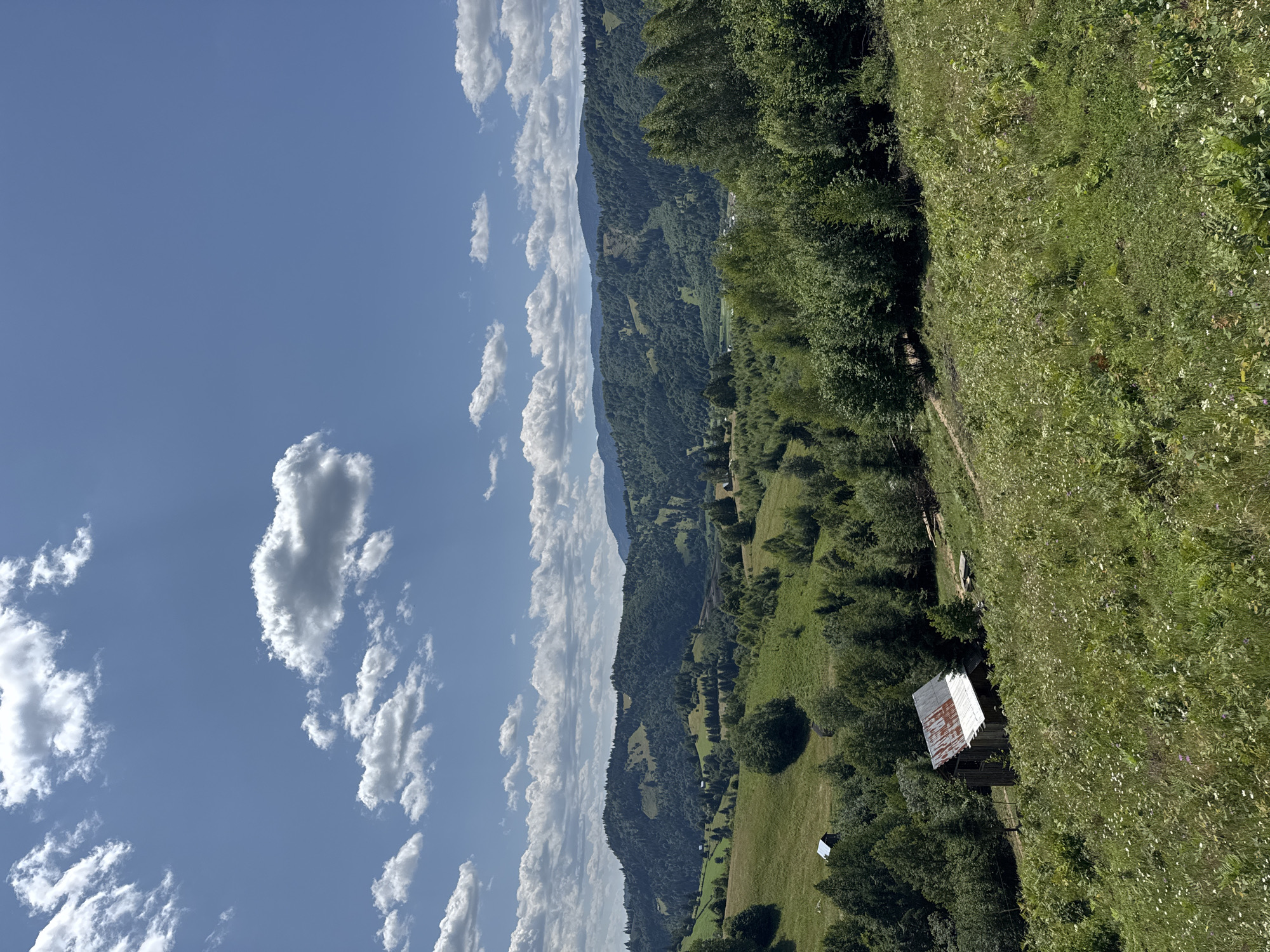 The image depicts a vast, hilly landscape under a clear blue sky dotted with white, puffy clouds. The foreground is dominated by a steep, grassy slope covered with wildflowers and ferns. In the middle ground, a rustic, weathered wooden structure with a rusted corrugated metal roof is situated on the hillside. Further back, the terrain transitions into rolling hills covered in dense, lush green forests. Scattered throughout the landscape are a few small buildings and more trees. The background reveals layers of distant, forested mountains, fading into the haze. The scene evokes a sense of rural tranquility and natural beauty, possibly in a mountainous region of Romania.