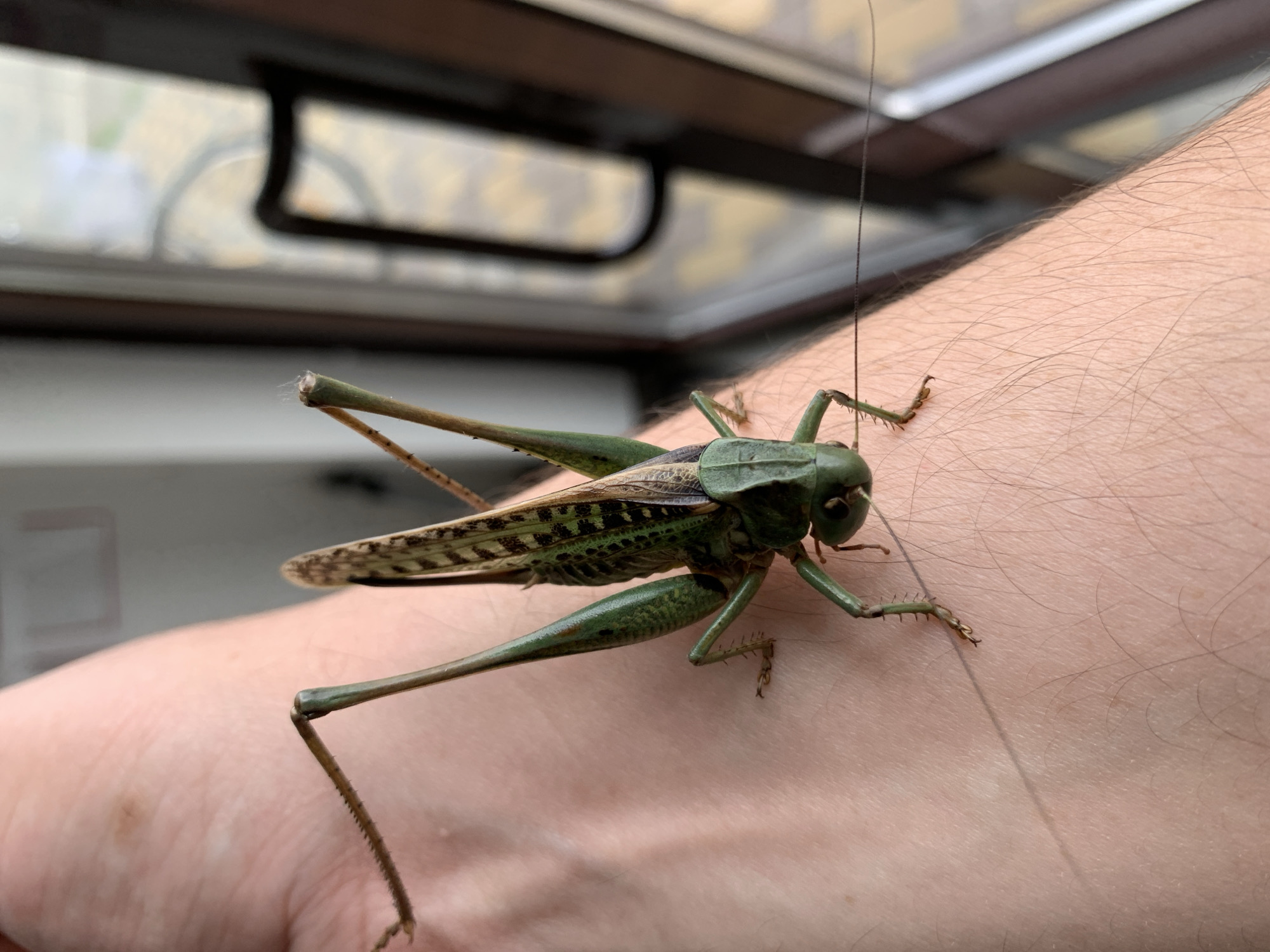 A close-up, overhead shot shows a large, green katydid on a person's arm, with the insect's legs and antennae prominently visible. The katydid's wings are a mottled brown and green, and its body is segmented. The skin of the arm is pale and has a light dusting of fine hairs. In the background, a window with a dark frame is visible, with a blurry outdoor scene beyond it. The lighting suggests it is daytime. There are no specific identifying landmarks or contextual elements within the image that would allow for localization in Kropotkin, Russia.