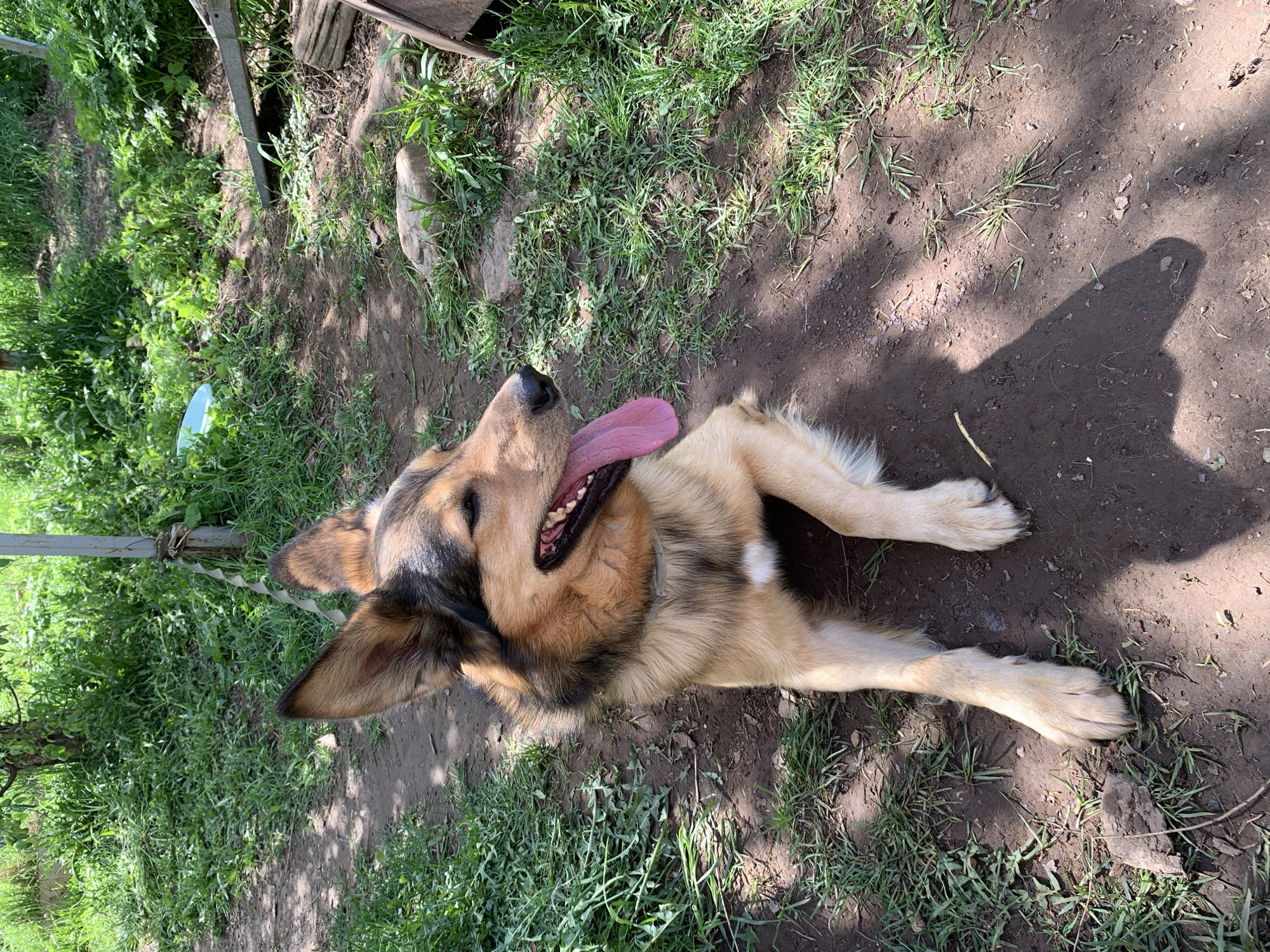 A medium-sized, tan and black dog with its tongue hanging out is lying on its side in a dirt and grass area. The location is outdoors. The grass is green. The ground is a mix of dirt and sparse grass. There is a shadow cast on the dirt area. A structure of wood and metal is in the background. The photo was taken in Zasechnyi, Russia.