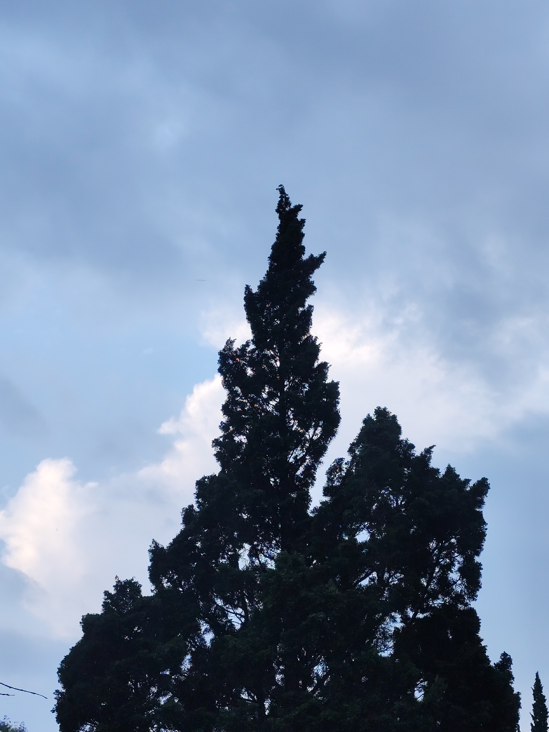 The image presents a striking view of a tall, dark coniferous tree silhouetted against a cloudy sky. The primary subject is the dense, towering tree, likely a cypress given the context of Da Lat, Vietnam, which occupies the central and lower portions of the frame. Its irregular, upward-reaching branches are heavily foliated, appearing almost black due to being backlit. Some lighter patches are visible within the canopy, where the sky shows through the leaves.
The sky is overcast with a mix of blue-grey and white clouds. Brighter, whiter cloud formations are prominent on the left and central-right sides, indicating areas where sunlight is diffusing through, suggesting either late afternoon or early morning. The overall lighting is soft and indirect.
No people or specific activities are taking place; the scene is a static depiction of nature. The strong contrast between the dark tree and the lighter, cloudy sky is a notable detail, highlighting the tree's impressive stature. There are no visible location cues within the image itself beyond the type of tree, which aligns with flora found in cooler climates like Da Lat. No text is visible in the media file.