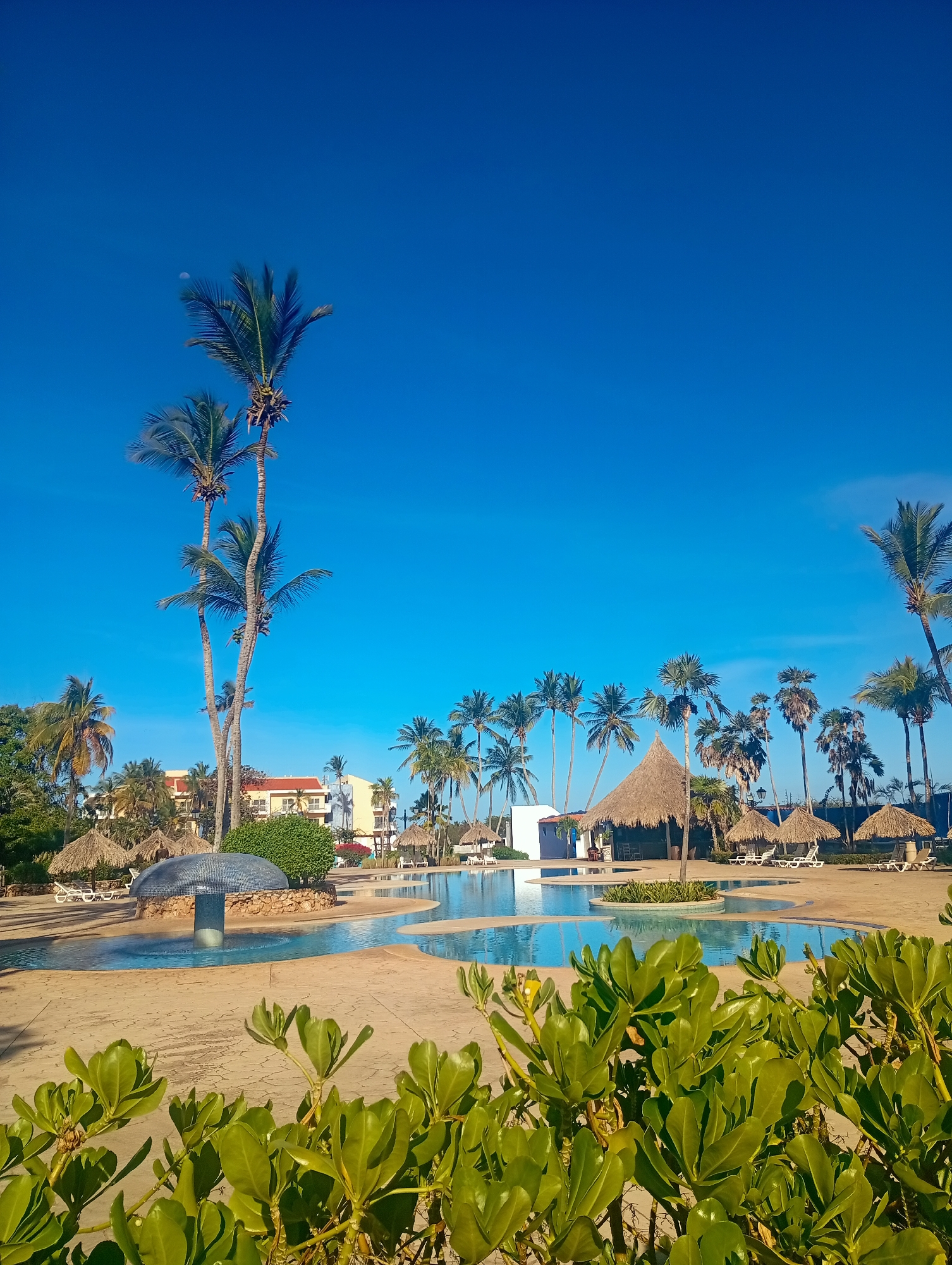 The scene depicts a resort area in Playa El Agua, Venezuela, under a clear, unclouded blue sky. A faint, white crescent moon is visible in the upper left quadrant of the sky. The immediate foreground is occupied by dense, bright green, broad-leaf foliage. Centrally, a large, irregularly shaped swimming pool with light-blue water is visible, surrounded by textured, light-colored paving. An active mushroom-shaped fountain, clad in blue mosaic tiles and supported by a stone base, is situated within a section of the pool, expelling water. Numerous palm trees, some bearing clusters of coconuts, are distributed throughout the midground and background. A prominent thatched-roof structure, consistent with a bar or large cabana, is positioned poolside on the right. Multiple smaller thatched-roof palapas are arranged around the pool and paved areas, each accompanied by white lounge chairs. In the background, several multi-story buildings with light-colored facades and red-tiled roofs are present, interspersed among additional palm trees. No individuals are visible within the frame.