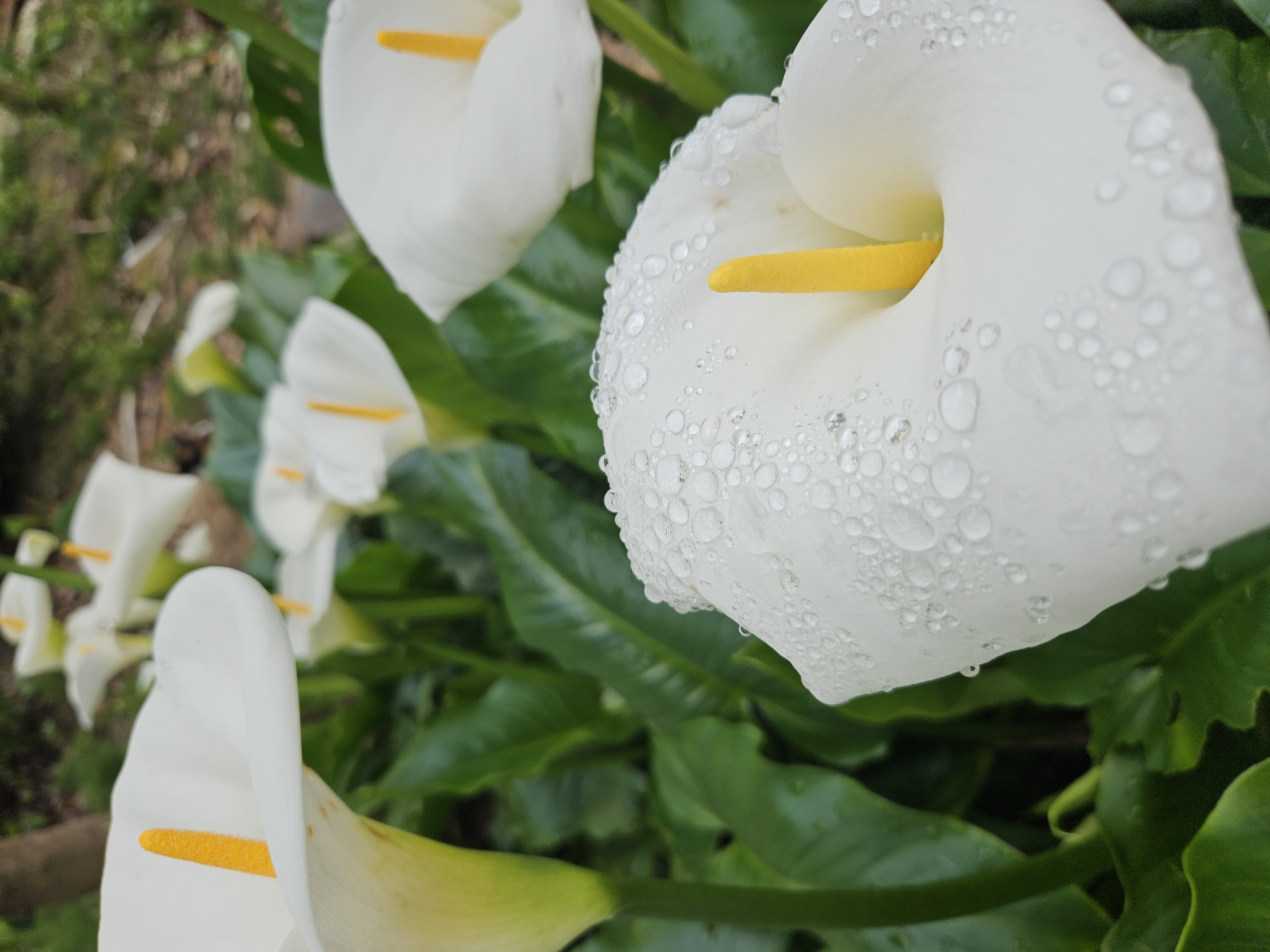 The image shows a close-up view of several white calla lilies in bloom, possibly in a garden. The foreground features a lily with numerous water droplets on its petal surface, reflecting light. The flower has a prominent yellow spadix protruding from the center of the white spathe. Other lilies are visible in the background, along with lush green foliage. The setting appears natural, possibly in Sochi, Russia.