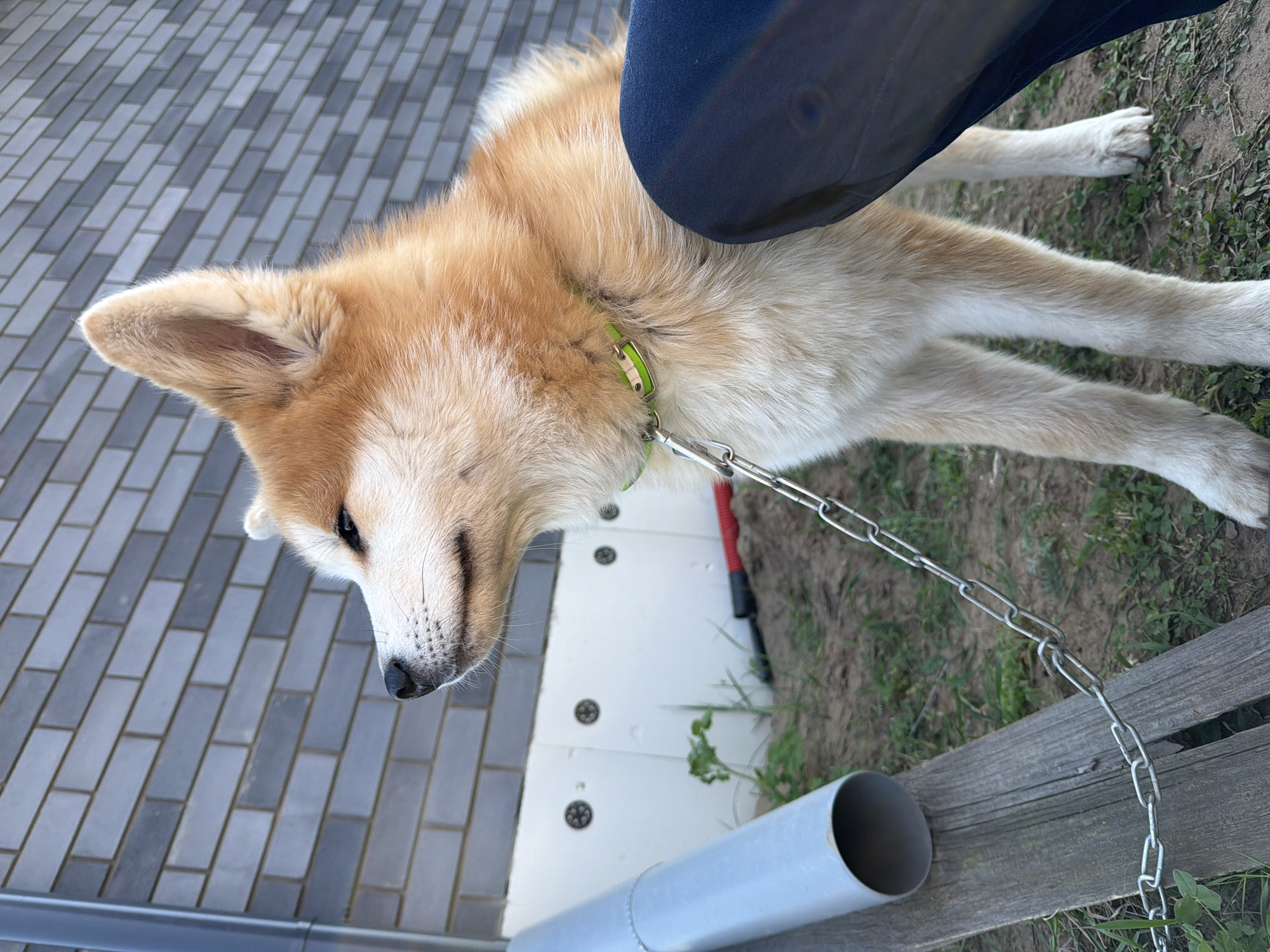 A light brown and white Akita dog is lying on a brick walkway and grass area in what appears to be a backyard or public park. The dog has a lime green collar and a silver chain leash. A person wearing dark blue pants is partially visible in the upper right of the frame. In the background, there is a gray brick walkway, a white structure with dark circular details, a length of gray pipe, and a wooden plank. The location is in the city of Chaikovsky, Russia.