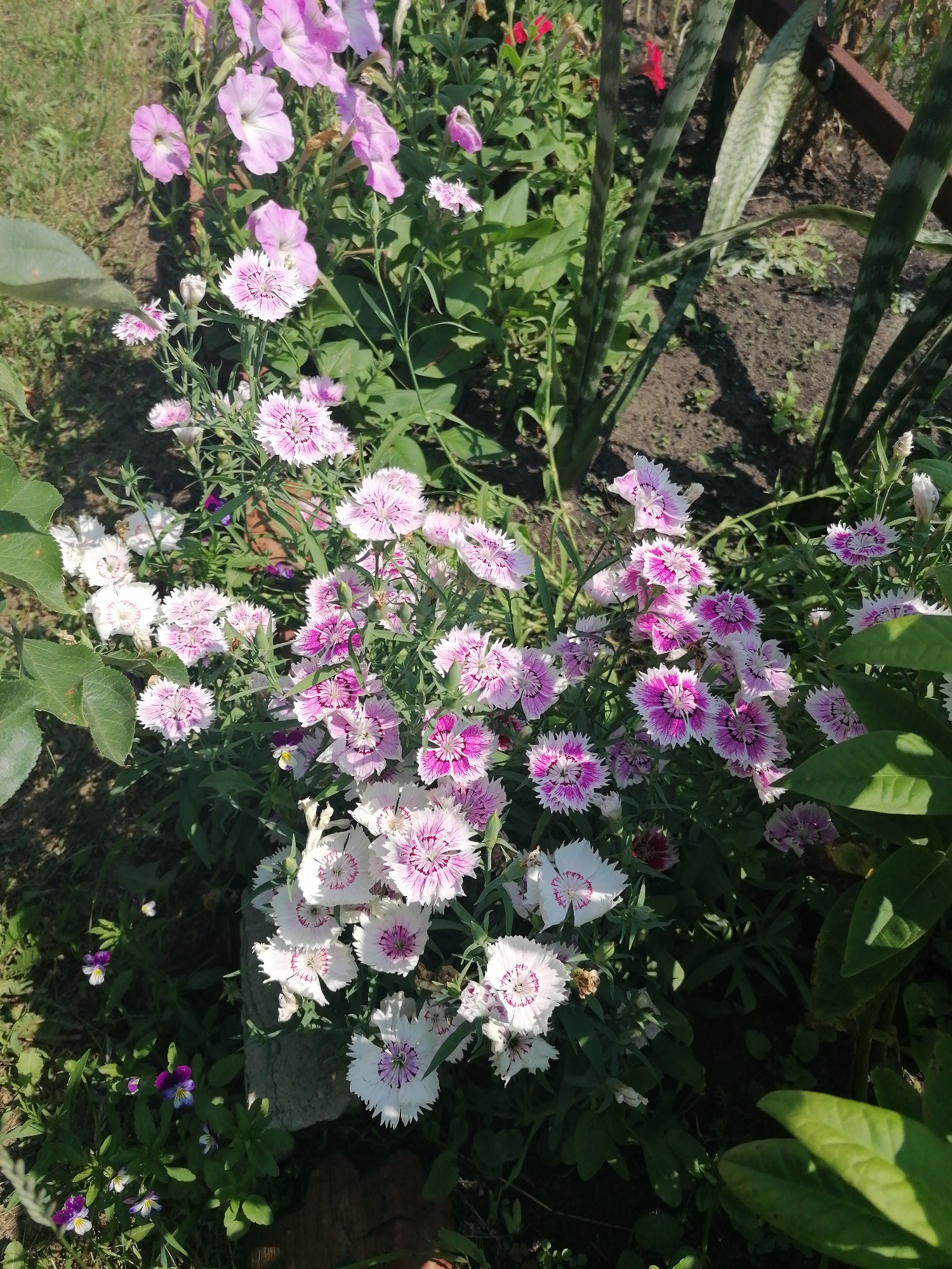 The image shows a close-up view of a flowerbed in an outdoor setting. The foreground is dominated by numerous pink and white carnation-like flowers with fringed petals, some with a darker pink or purple center. There are also several larger, pale pink petunia-like flowers in the background. Green foliage and grass are visible throughout the scene, with some areas in shadow. In the far background, there are tall, striped leaves of a snake plant and a hint of red flowers. The ground appears to be soil and grass. The overall impression is a vibrant and lush garden scene. There are no people or animals visible in the image. The context of the city of Мыльниково, Russia, is not directly evident from the visual elements of the photograph itself.