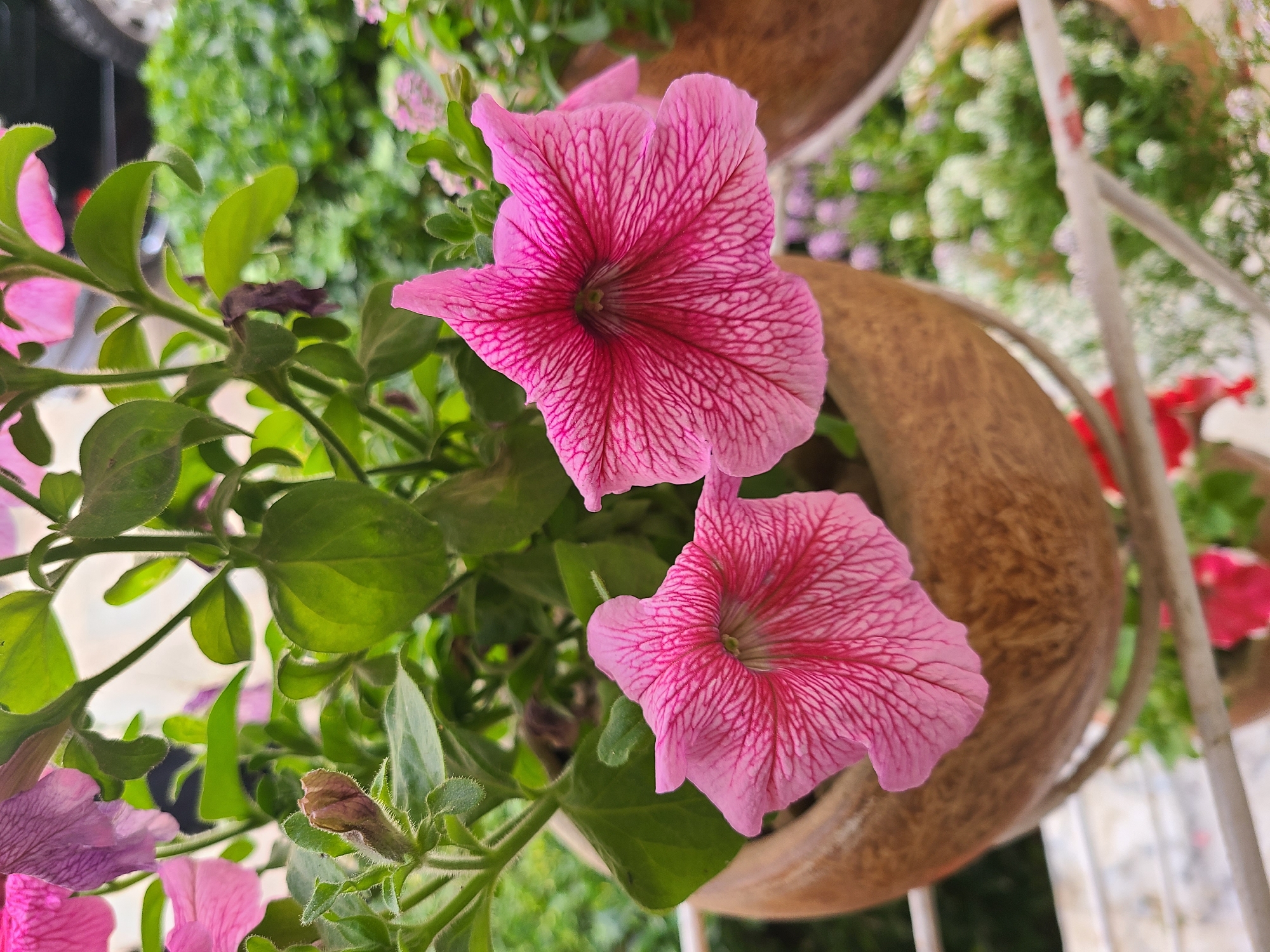 A close-up photograph shows two pink petunia flowers with dark pink veins in a hanging brown coconut husk planter. The flowers are surrounded by green leaves and stems. The background includes other plants and a blurry white lattice structure. The photo seems to be taken outdoors, possibly in a garden or balcony setting. Location is possibly Quetta City Tehsil, Pakistan.