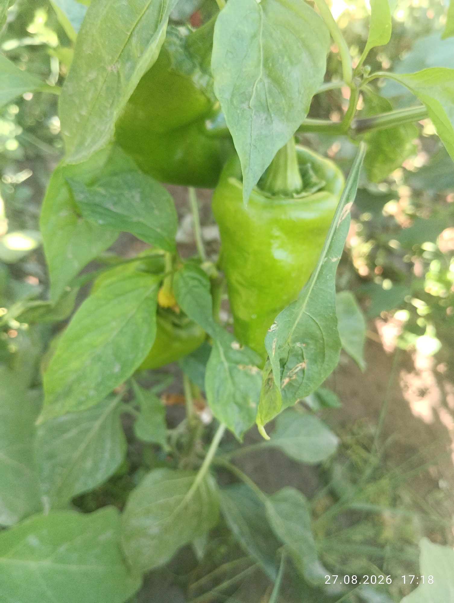 A close-up, slightly out-of-focus photograph showcases a green bell pepper plant with multiple peppers and leaves. One large, vibrant green bell pepper is prominently featured in the center, hanging from a stem. Several large, textured green leaves surround the pepper, some showing signs of minor wear or damage. In the background, out-of-focus foliage and a dirt path are visible, suggesting an outdoor garden setting. The bottom right corner displays a timestamp: "27.08.2026 17:18". No people are present in the image, and the environment appears to be a natural outdoor space, possibly a garden in or near the city of Ak-Took, Kyrgyzstan.
