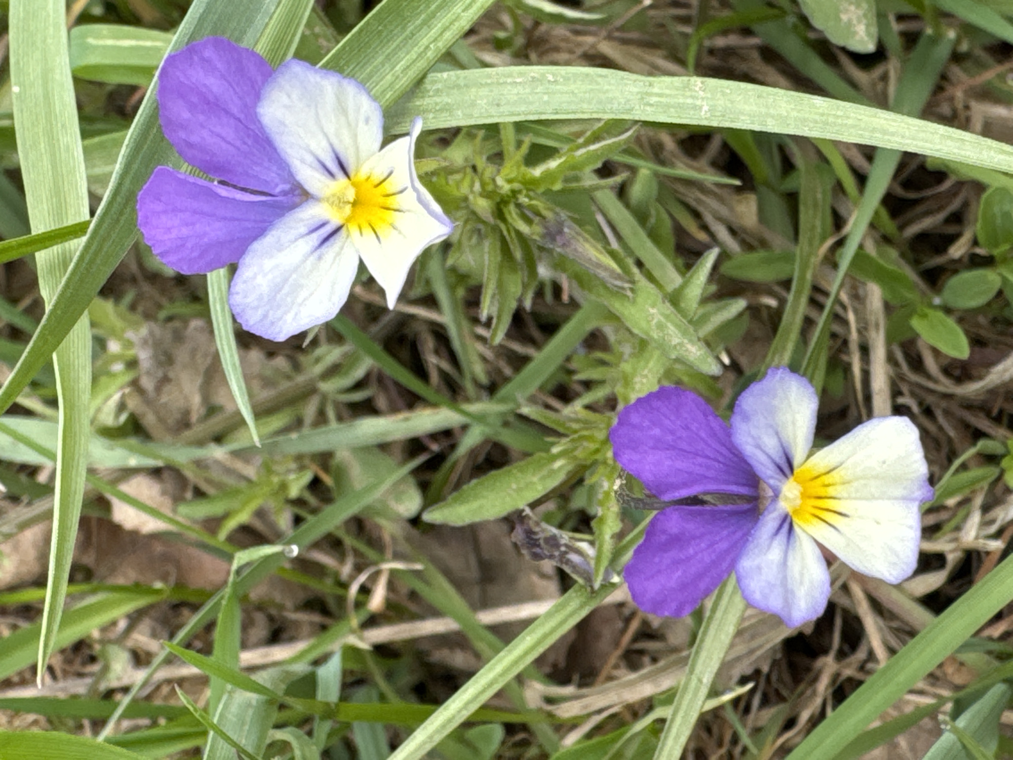 The image depicts two Johnny Jump Up flowers, a type of pansy, growing amidst green grass. The petals are two-toned, with one side being purple and the other side being white with yellow centers. The environment consists of grass and dead leaves. The location is not evident from the image and cannot be confidently determined to be in Steklyannyi, Russia.