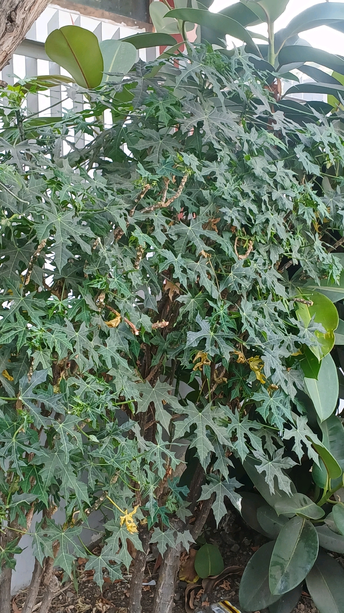 A close-up, low-angle shot captures a leafy green plant with deeply lobed leaves and visible branches against a blurred background. The plant appears to be outdoors, with a portion of a white fence and a large, broad-leafed plant visible to the right. The ground beneath the plant is covered in mulch and fallen leaves. No people or animals are present. The lighting suggests it is daytime, with natural light illuminating the scene.