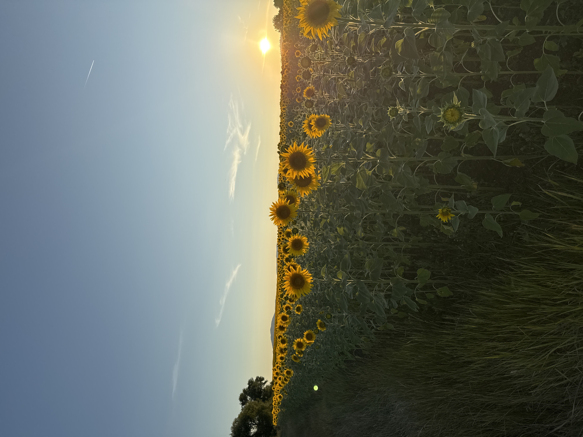 This is a vertical, eye-level, medium shot photograph of a sunflower field at sunset. The sun is setting on the right side of the image, casting a warm glow over the field. The sky is a clear blue with a few wispy clouds and a contrail from an airplane. In the foreground, tall sunflowers with yellow petals and dark centers stand tall, their faces turned towards the setting sun. Some of the sunflowers are in full bloom, while others are still buds. The field stretches out into the distance, with rows of sunflowers receding into the horizon. The overall impression is one of natural beauty and serenity. This scene appears to be in the vicinity of Noevtsi, Bulgaria, known for its agricultural landscapes, which often include vast fields of sunflowers during the blooming season.