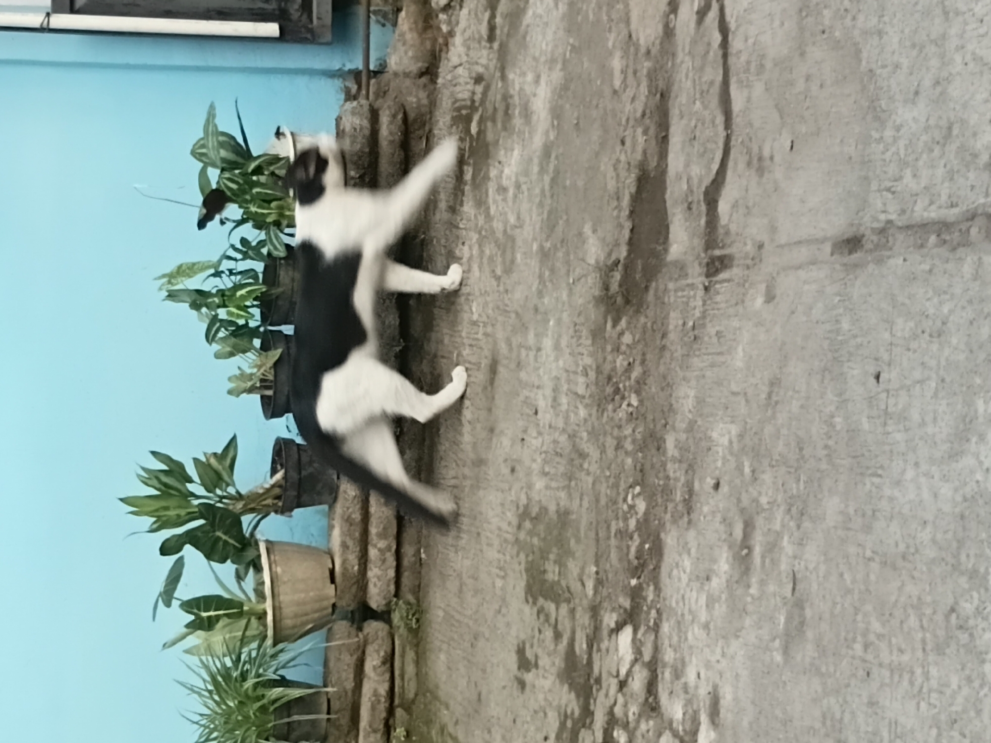 A black and white cat is captured in motion, blurred by its movement, as it walks across a textured concrete ground. The cat's body is predominantly white with black markings on its back and head. In the background, a light blue wall serves as a backdrop. Several potted plants with green leaves are arranged on a low stone wall in front of the blue wall. The environment suggests an outdoor setting, possibly a yard or a patio area.