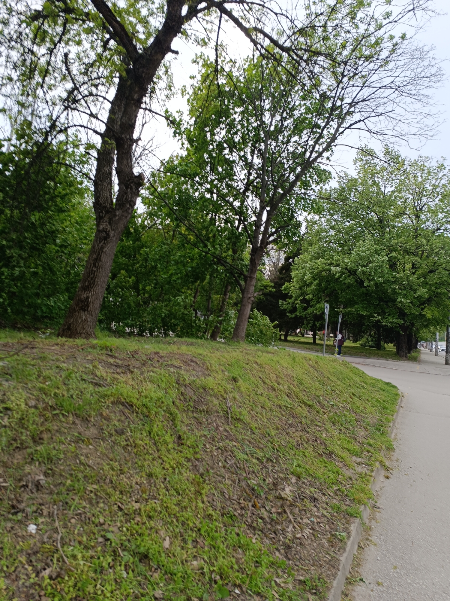 A daytime outdoor scene captures a verdant park or green space in Pleven, Bulgaria, under an overcast sky. A prominent grassy slope, covered in green grass and scattered dry leaves, dominates the left foreground. Several large trees with thick, dark trunks and vibrant green foliage grow along and behind the slope. Some tree branches reaching towards the sky show fewer leaves, suggesting early spring or a particular tree species.
To the right of the grassy incline, a grey paved path or sidewalk runs parallel to the slope. Further in the mid-ground, beyond the path, a small figure of a person dressed in dark clothing is visible standing near utility poles or street signs amidst more dense green trees. In the background, to the far right, a road with several parked cars can be seen, partially obscured by trees and poles.
The overall setting depicts a tranquil urban green area, likely a park or a landscaped roadside, characterized by lush vegetation and an absence of strong shadows, indicating diffused daylight. No discernible text is visible.