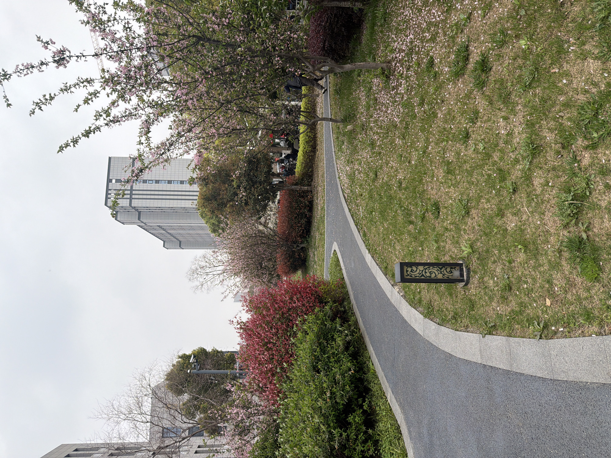 The image depicts a paved walkway in a park in Jiangning District, China. The walkway curves through a grassy area scattered with fallen pink blossoms, likely from the flowering trees lining the path. To the left of the walkway, there are bushes with vibrant red and green foliage. A tall, modern building is visible in the background, suggesting an urban or suburban setting. A small, decorative light fixture is positioned on the grass near the walkway's edge.