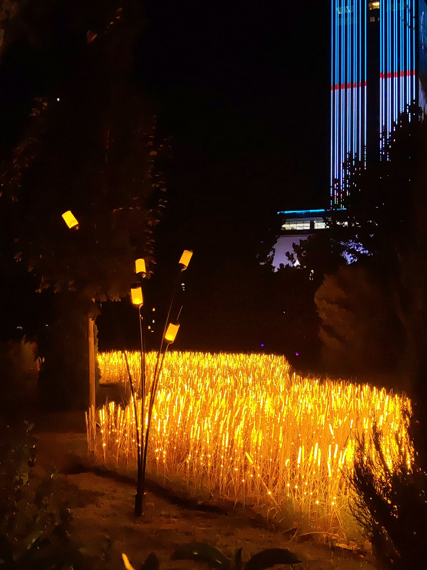 The image captures a nighttime scene in Tashkent, Uzbekistan, focusing on an art installation in a park or public space. In the foreground, a decorative structure with several illuminated, torch-like lights stands amidst a dense field of small, bright yellow lights that mimic a crop or tall grass. These lights create a warm, glowing effect. Behind this illuminated field, dark trees and foliage partially obscure the view. In the background, a modern skyscraper is visible, its facade adorned with vertical lines of blue and red lights, creating a striking contrast with the organic, warm lighting of the installation in the foreground. The overall atmosphere is festive and visually engaging, showcasing a blend of natural elements and urban illumination.