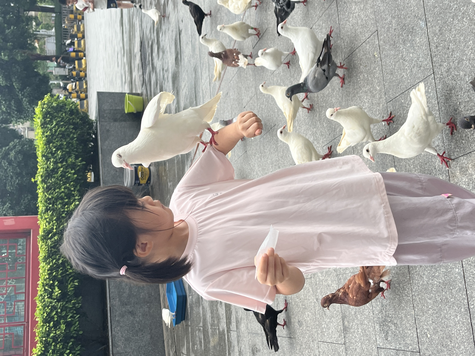A young East Asian girl with dark hair tied in a ponytail, wearing a pink t-shirt and light purple pants, stands on a paved plaza, holding a small piece of white material in her right hand. She is surrounded by numerous pigeons of various colors, including white, brown, gray, and black. One white pigeon is perched on her left arm, while others are gathered around her feet, some appearing to be eating from her hand. In the background, a red building with decorative windows is visible, along with a dense green hedge. Further in the distance, there are parked motorcycles and some people, suggesting an urban public space, likely in Chancheng District, China. The ground is wet, indicating recent rain.