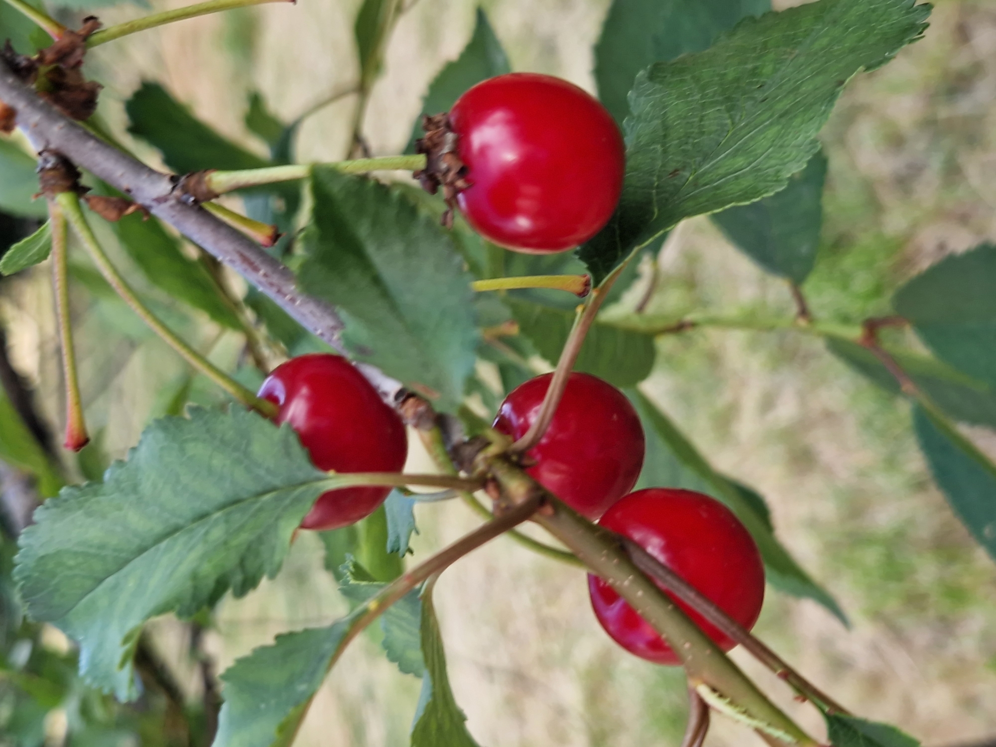 A close-up, shallow-depth-of-field photograph captures several ripe, red cherries hanging from a tree branch. The cherries are a vibrant scarlet and appear glossy, suggesting a recent rain or dew. They are attached to thin green stems that branch off a thicker, grayish-brown stem. The leaves of the cherry tree are visible, a deep green with serrated edges. Some leaves are in focus, displaying intricate vein patterns, while others are blurred into soft green shapes in the background. The setting appears to be outdoors, with dappled sunlight suggesting a pleasant day, possibly late morning or early afternoon. The ground in the background is out of focus, showing hints of grass and possibly soil, implying a garden or orchard environment. The overall impression is one of natural abundance and the simple beauty of fruit ripening on the tree. No people are visible, and there is no text. The context of Sofia, Bulgaria, places this scene in a region known for its agriculture and fruit cultivation.