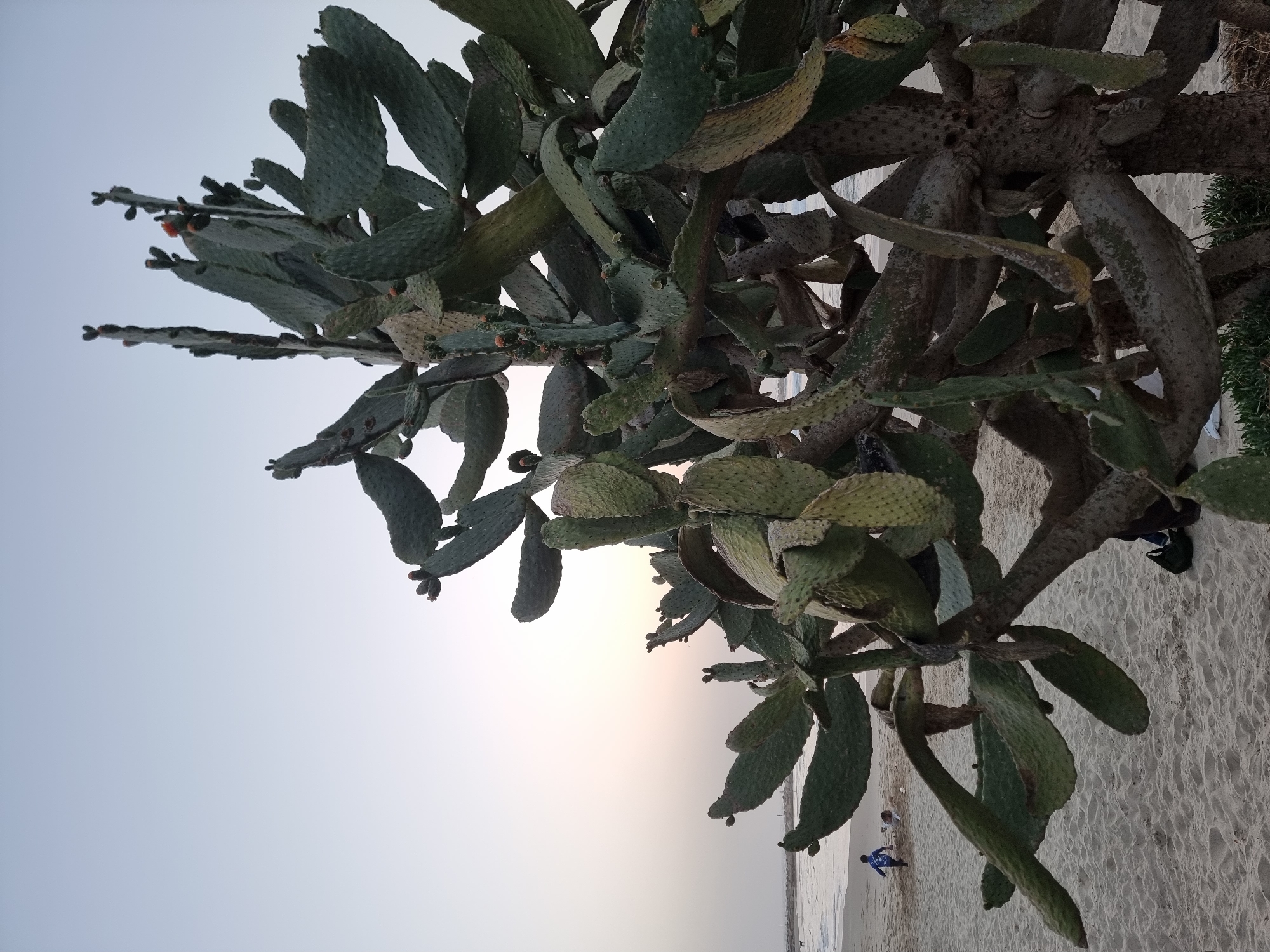 The image depicts a large cactus plant on a beach in Tel Aviv, Israel. The cactus, featuring flat, pad-like segments, dominates the foreground and right side of the image. The sky is a pale gray, suggesting dusk or dawn. The sandy beach is visible behind the cactus, with two people, one in a blue shirt, walking along the shoreline in the middle-ground. The perspective is looking up towards the cactus, which makes it appear to loom over the beach.