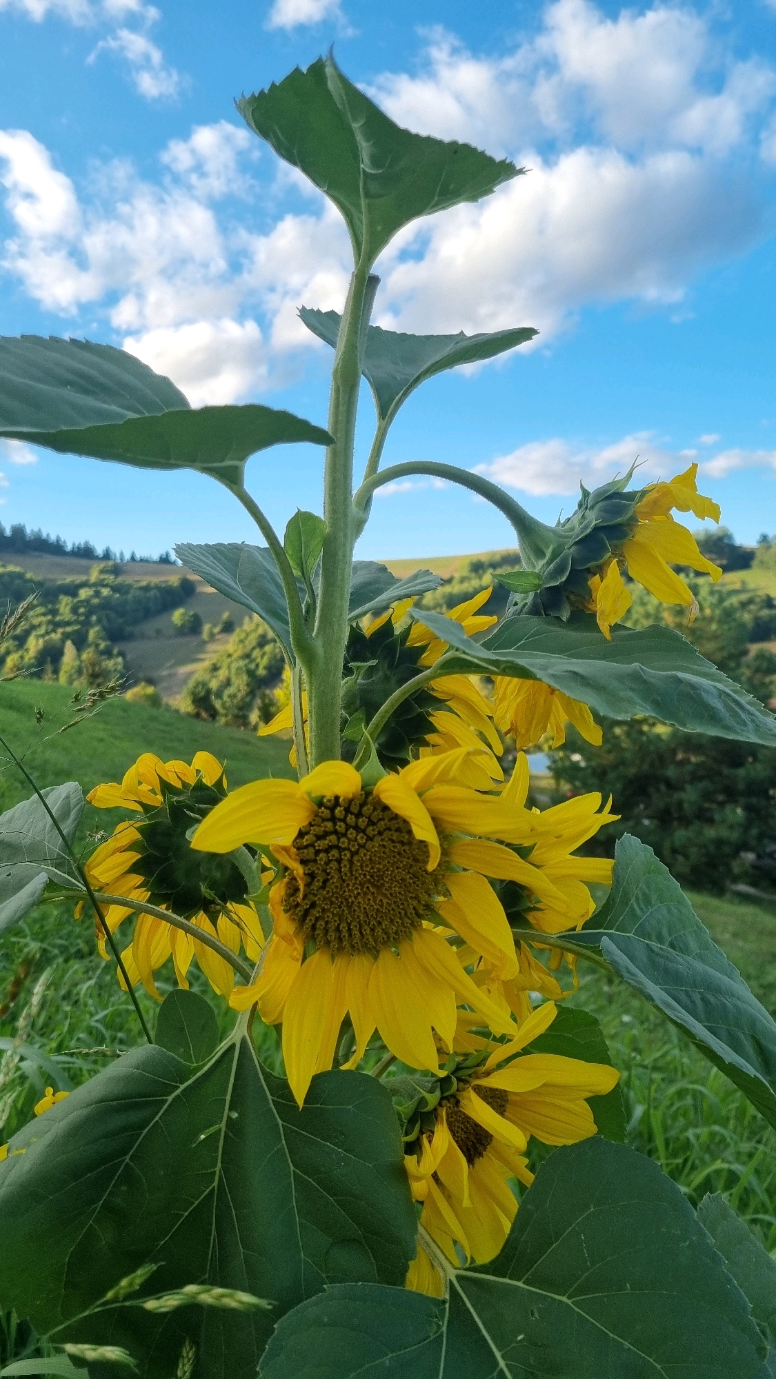 In Izky, Ukraine, a vertical close-up shot captures a tall sunflower stalk against a bright blue sky dotted with white clouds. The foreground is dominated by the lush green leaves and yellow petals of several sunflowers. One large sunflower in the lower center is in focus, its brown and yellow center clearly visible. Smaller sunflowers are clustered around it, some with drooping heads and partially obscured petals. The stalk is thick and green, with large, serrated leaves emerging from it. In the background, a rolling, tree-covered landscape recedes into the distance under the expansive sky. The image is a nature scene, likely taken outdoors during daylight hours. There are no people or animals visible in the frame.