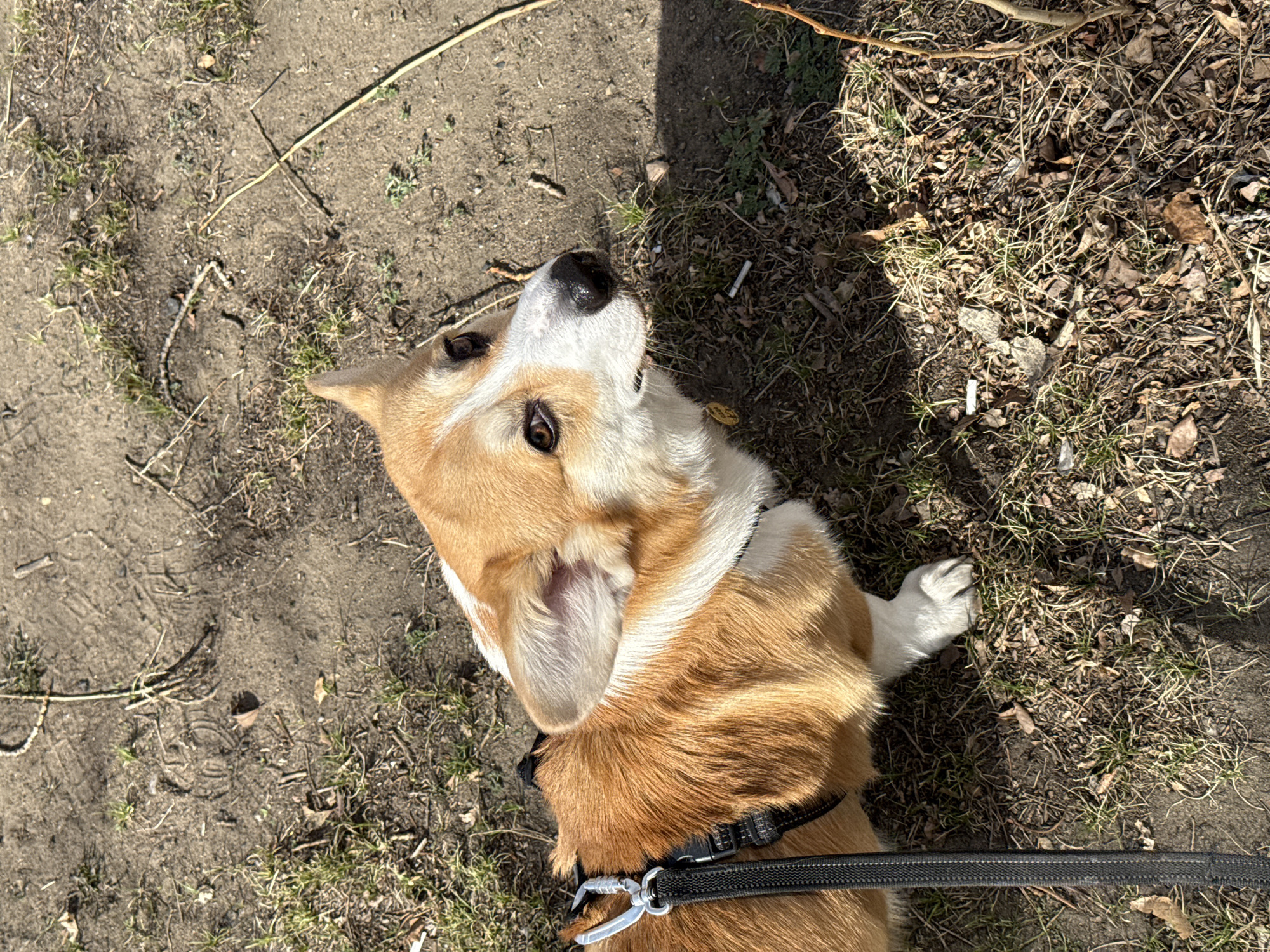 A tricolor Corgi dog is the central subject of this outdoor, overhead shot. The dog, with its distinctive tan, white, and black fur patterns, is captured from a slightly elevated perspective, looking upwards and to its left. Its dark eyes are attentive and curious, and its snout is moist and black. The dog is wearing a black harness, and a segment of a black leash is visible at the bottom right.
The setting is a patch of ground covered predominantly by dry, light brown dirt mixed with sparse clumps of green grass, fallen dry leaves, and small twigs. Evidence of strong sunlight is present, casting distinct shadows across the ground, particularly a large shadow area on the right side of the frame and a shadow cast by the dog itself. The ground also shows slight indentations, possibly from footsteps. The overall environment suggests an unpaved outdoor area like a park, trail, or a grassy, undeveloped plot. The time of day appears to be daytime, given the bright illumination. No text is visible in the image. The location context for this media is Borzya, Russia.