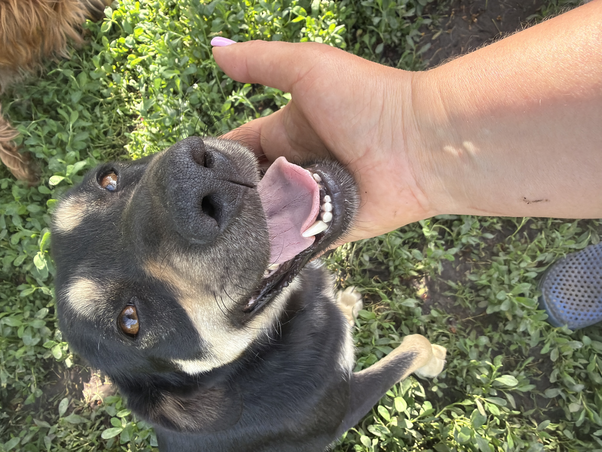A close-up, angled view reveals a black and tan dog with an open mouth and visible tongue, its head being held by a human hand with a pink fingernail. The dog sits in green foliage. A glimpse of another dog's fur appears in the top-left corner, and a blue perforated shoe is visible in the bottom-right corner. The location is Leningradskaya, Russia.