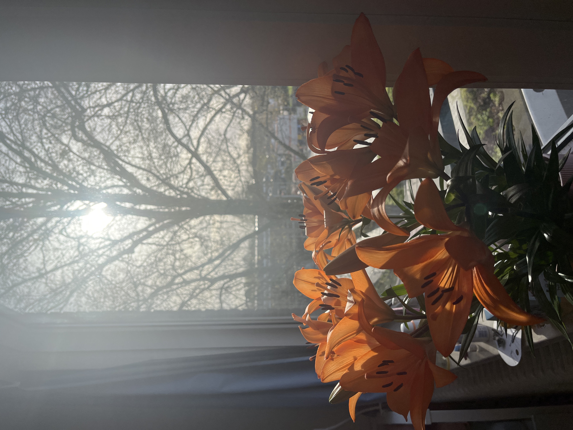 The image shows a bouquet of orange lilies positioned in front of a window. The window looks out onto a scene with a tree devoid of leaves, bathed in bright sunlight, which suggests a winter or early spring setting. The window's position allows for a view of the external environment, although specific buildings or landmarks that would confirm Maastricht, Netherlands, are not clearly visible. The lilies are brightly lit, with their details and textures accentuated by the light. The leaves behind the lillies look like they belong to a different plant. The contrast between the brightly lit flowers and the brighter external scene creates a balanced and aesthetically pleasing composition.