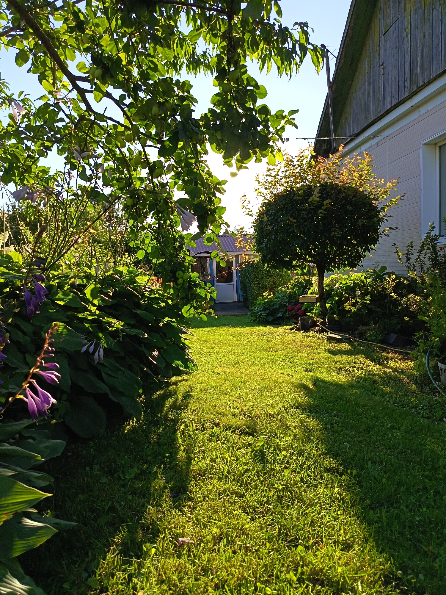 An eye-level, medium outdoor shot captures a sunlit backyard in a rural setting. The foreground is dominated by a lush green lawn casting long shadows from the left. To the left, a large hosta plant with broad leaves and purple flowers extends into the frame. Overhanging branches from a nearby tree, laden with small green fruits and leaves, partially obscure the sky.
In the mid-ground, a perfectly round, manicured tree stands near a light-colored building. The building, partially visible on the right, has weathered wooden siding on its upper portion and lighter-colored siding below. A window with a white frame is visible on the right side of the building. In the distance, a small structure with a blue door and a peaked roof suggests a shed or outbuilding. The overall impression is a peaceful, well-maintained garden bathed in the warm glow of late afternoon sun.