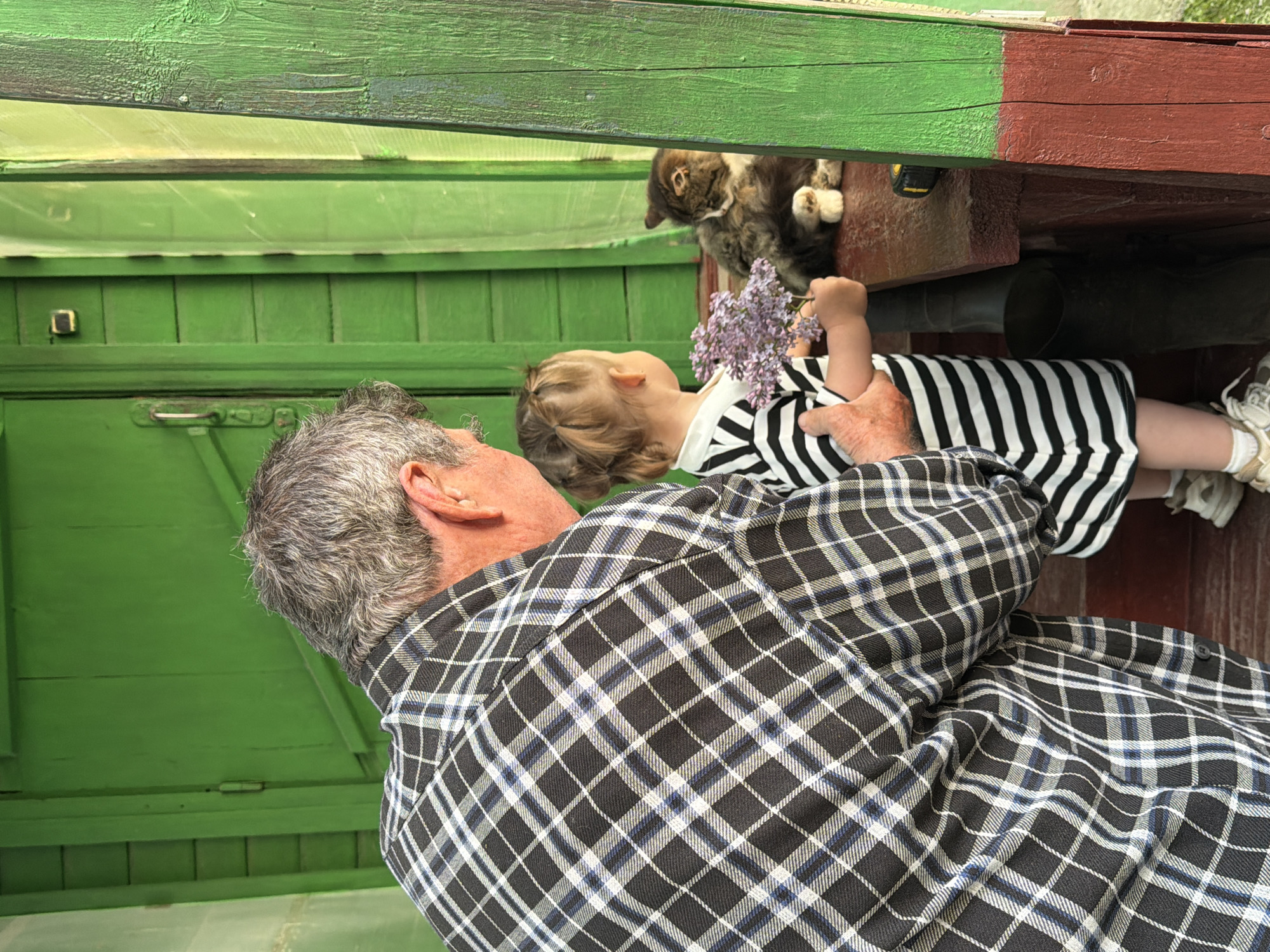 An eye-level shot, rotated counter-clockwise, shows a man holding a young child who is holding purple flowers, with a cat perched in the background in Спас-Заулок, Russia.
The man, viewed from the back, has gray hair and is wearing a black and white plaid shirt. The child, who is facing away from the viewer, is wearing a black and white striped dress. The child holds a small bouquet of purple flowers in their right hand.
In the background, perched on a ledge, a gray and brown cat is looking towards the child. To the left of the cat, there is green wooden paneling with a door. Above the cat, the edge of the building has both red and green paint. A black pipe runs along the wood beneath the ledge.
