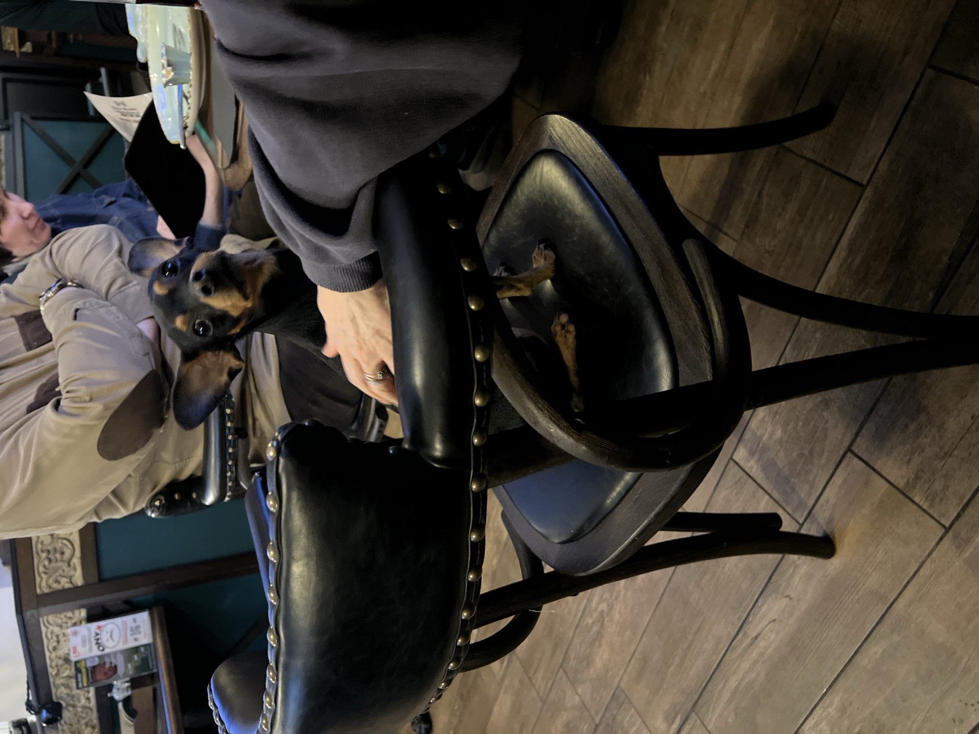 Here is a detailed description of the image:
**Environment:**
The scene takes place indoors, likely in a restaurant or bar. The floor is covered with light brown tiles.
**Subjects and People:**
A small dog is positioned to the left of a person, looking directly at the camera. The person is partially visible, wearing a gray or black sweatshirt. Another person, wearing a tan jacket with patches on the elbows, is seated in the background. In the far background a person can be seen wearing a blue shirt.
**Objects:**
The main objects in the foreground are two dark-colored chairs. One chair has metal studs along its edges. One of the chairs has some bones sitting on it. There are some magazines visible on a shelf in the background.
**Actions and Interactions:**
The dog is looking at the viewer. It appears to be seated close to the person in the gray sweatshirt. The person is touching the dog with their hand. The people in the background appear to be talking.
**Details specific to location:**
The location is the city of Saint Petersburg, Russia, and while the image does not provide definitive proof of it, it could be inferred by certain details, such as the interior design of the restaurant or bar.