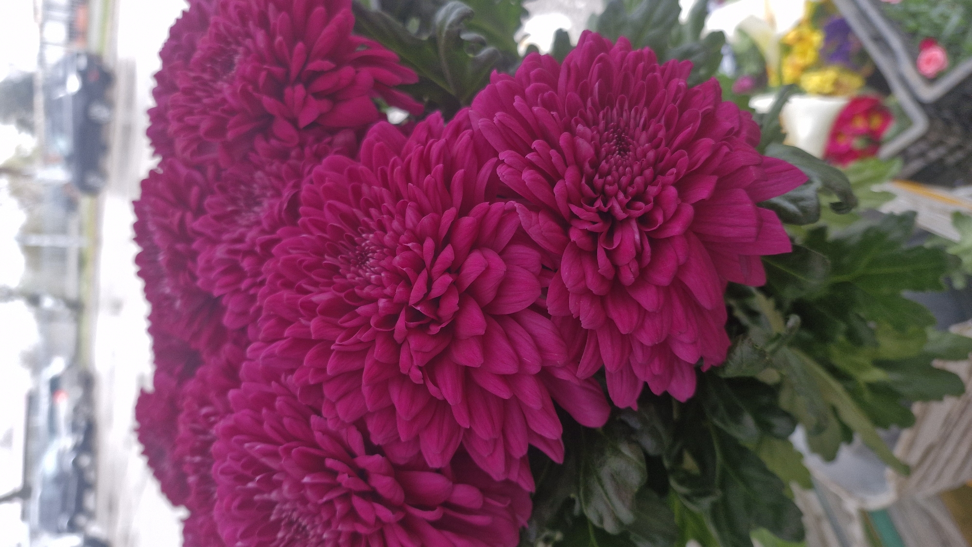 The image shows a close-up of a bouquet of dark pink chrysanthemums with green leaves. The flowers are tightly clustered together, filling most of the frame. In the blurred background, on the left side, there is a street scene with cars and buildings visible through a window. On the right side, other flowers in a vase or display with white and yellow petals can be seen. Given the presence of flowers, the scene is most likely a florist shop or a market in the city of Plovdiv, Bulgaria, but without further evidence, it is impossible to determine its exact location.