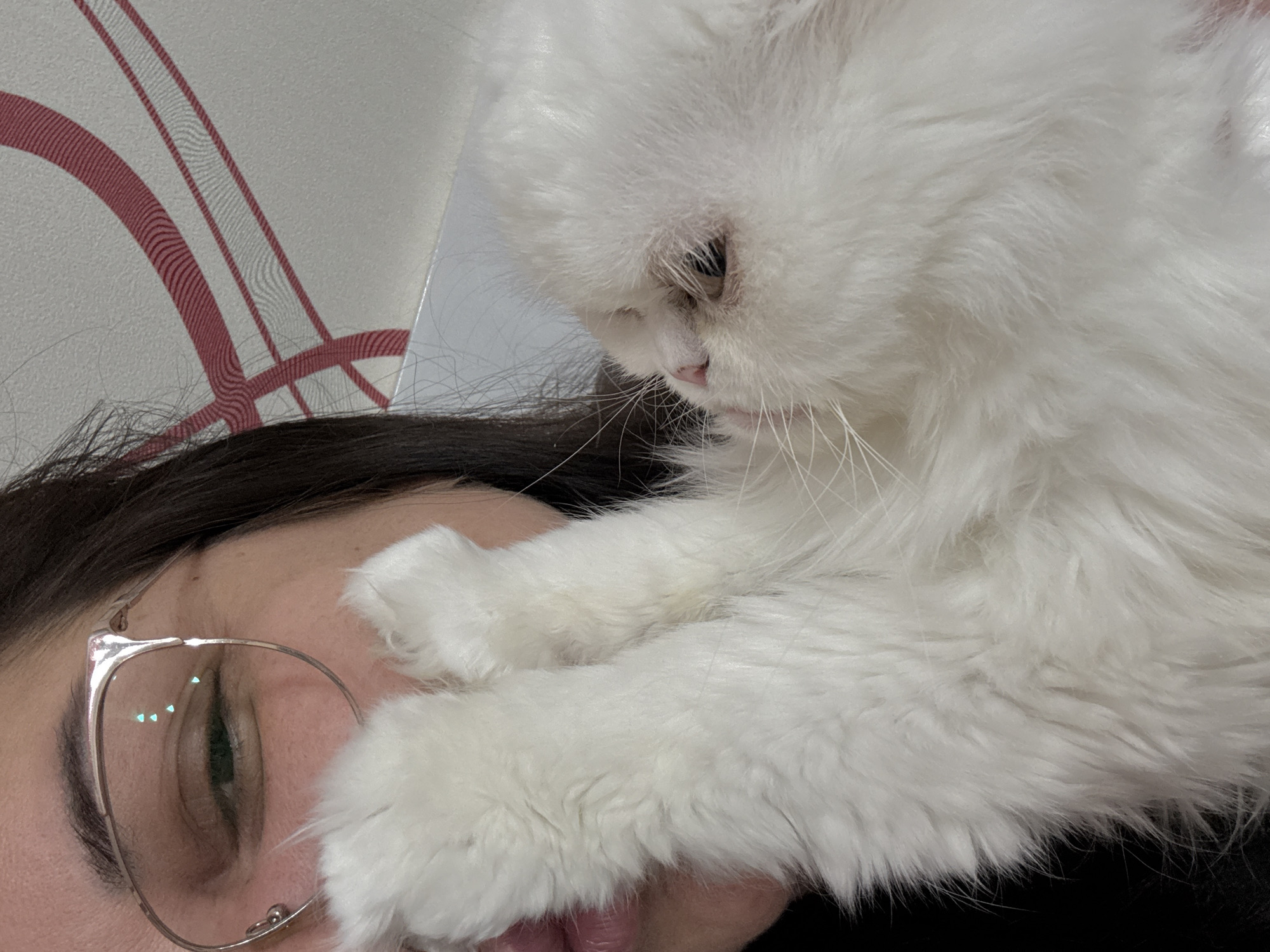 A close-up shot depicts a person lying down with a white, fluffy cat sitting on their face. The person wears glasses and has dark hair. The cat's paw rests on the person's forehead and eye area. The background shows a wall with a white base and red stripe design. The location is not discernible from the image.