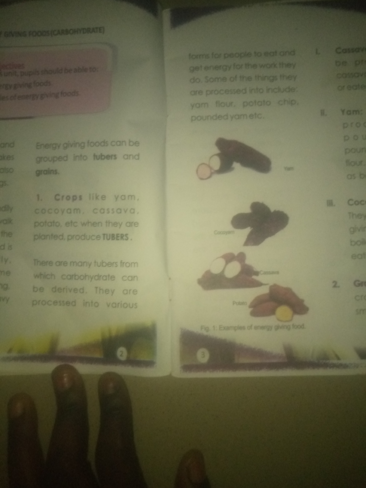 The image shows pages from a book. The left page has text about "Energy Giving Foods (Carbohydrate)" and lists objectives for pupils to learn about energy-giving foods and examples of energy-giving foods. It mentions that energy-giving foods can be grouped into tubers and grains. It then lists "Crops like yam, cocoyam, cassava, potato, etc. when they are planted, produce TUBERS." The text continues to discuss how tubers are processed into various forms.
The right page contains text related to different types of energy-giving foods. It lists "Cassava," "Yam," and "Cocoa Yam." Under each, there is a brief description. For example, under "Yam," it says "produc" (likely meaning produce) and then "p o u n d flour." There are also illustrations of yam, cocoyam, and cassava. The bottom of the right page has the caption "Fig. 1: Examples of energy giving food." and circles labeled "2" and "3."
The image also shows the hands of a person or people in the foreground, partially obscuring the bottom of the pages. The lighting suggests an indoor setting. There is no information in the image that would indicate a location in Jauro Yinu, Nigeria.