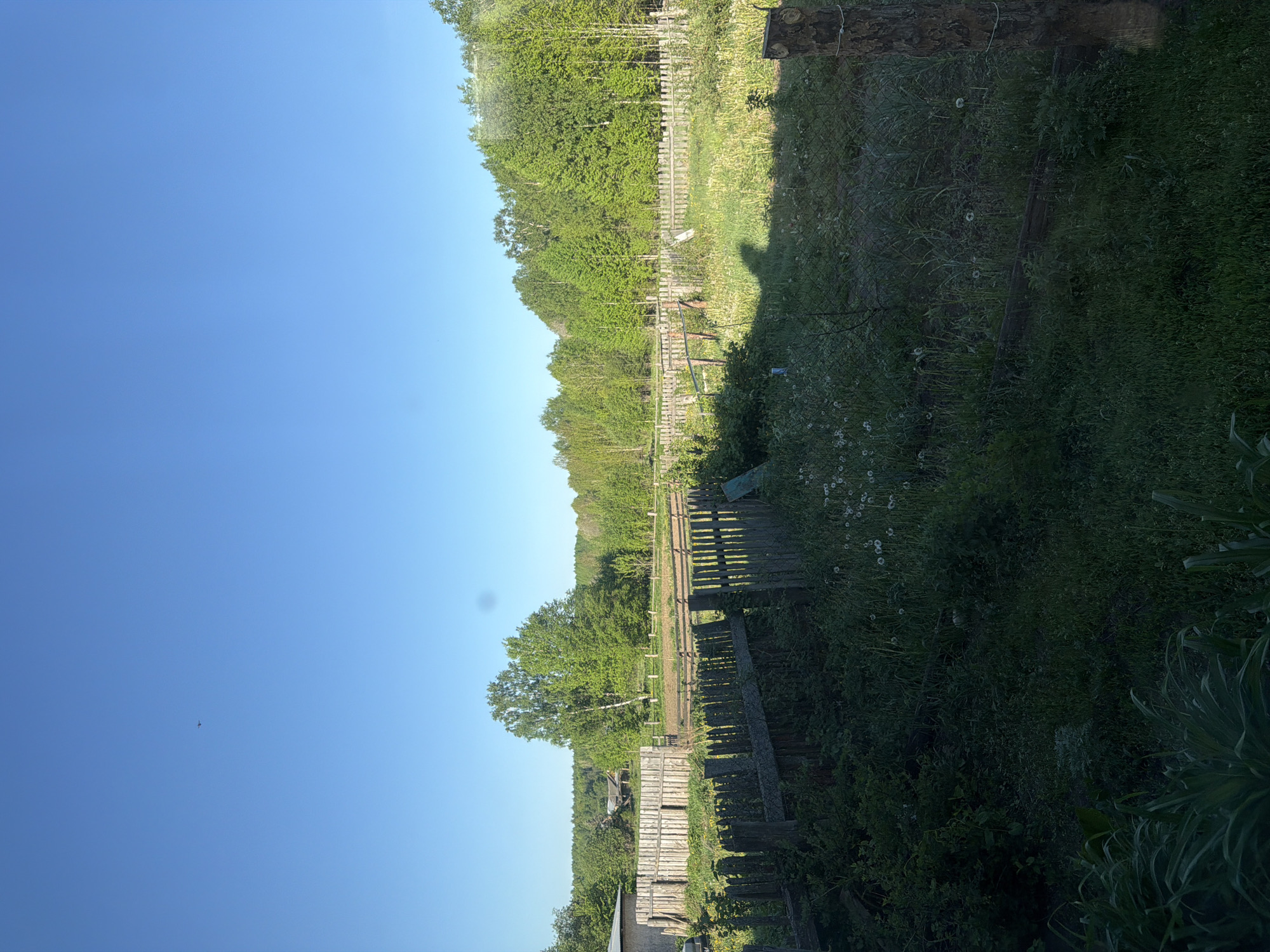 The image shows a rural scene, likely near Буренка, Russia. A weathered wooden fence runs through the frame, separating a grassy field with dandelions on the right from a partially obscured view of the sky, trees and a structure on the left. Vegetation is dense and unkempt on the right, suggesting a natural or neglected area. The sky is clear blue.