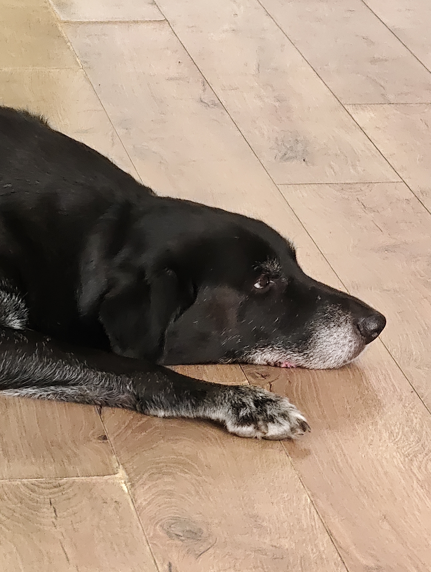 A black dog with a grey muzzle lies on a light brown wooden floor. The dog is lying on its side with its head resting on the floor. Its eyes are open, and it appears to be looking off to the side. The dog's fur is short and dense, and it has a white patch of fur on its chest. The wooden floor is made up of planks that are laid horizontally. There are no other objects or people visible in the image. The image was taken indoors.