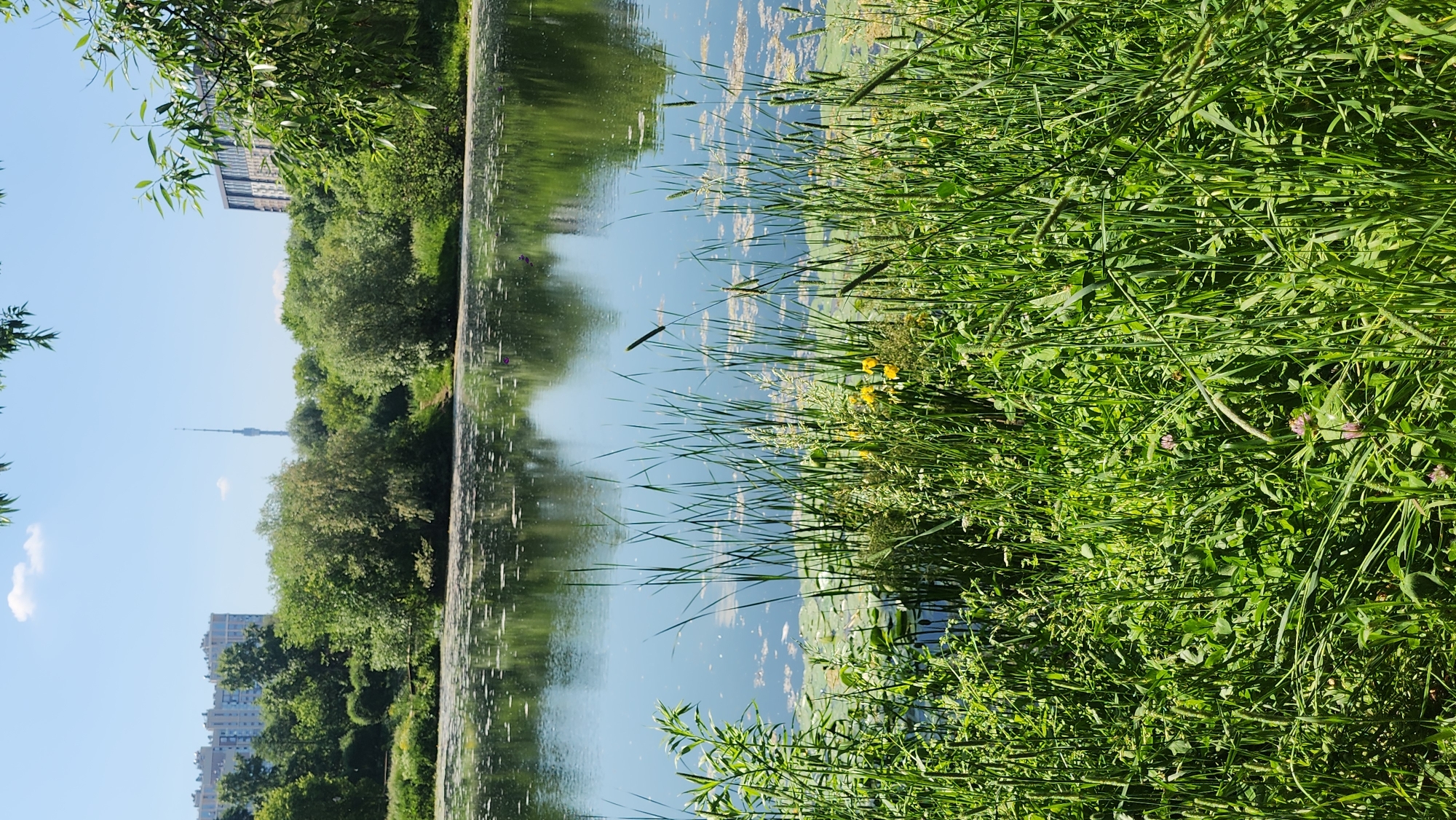 The image captures a serene view of a pond or lake in Moscow, Russia, on a bright, sunny day. The water's surface reflects the surrounding greenery and the clear blue sky, dotted with a few wispy clouds. Lush vegetation lines the banks, with tall reeds and grasses growing abundantly in the foreground. Small yellow flowers are visible amongst the green foliage. In the background, a dense line of trees forms a verdant backdrop. Beyond the trees, modern high-rise buildings can be seen, hinting at the urban setting. A prominent television tower, likely the Ostankino Tower, stands tall in the distance, piercing the skyline. The overall scene depicts a peaceful natural oasis within the bustling city. There are no people or animals visible in the image.