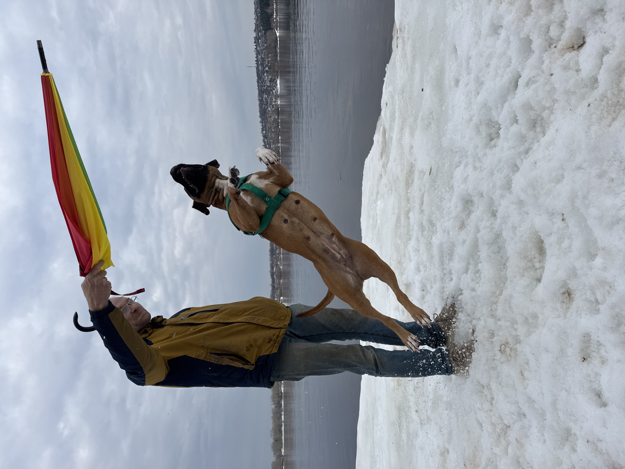 The image shows a man and a dog interacting in a snowy outdoor environment, likely near a body of water. The man is holding a closed, multicolored umbrella and appears to be looking up at the dog. The dog is mid-air, appearing to jump up towards the man. The environment includes snow-covered ground and a body of water, with what appears to be a city skyline in the distant background. The overall setting suggests a recreational or playful interaction between the man and his dog in a wintery outdoor location.
I cannot say that this is taken in the city of Noviy, Russia.