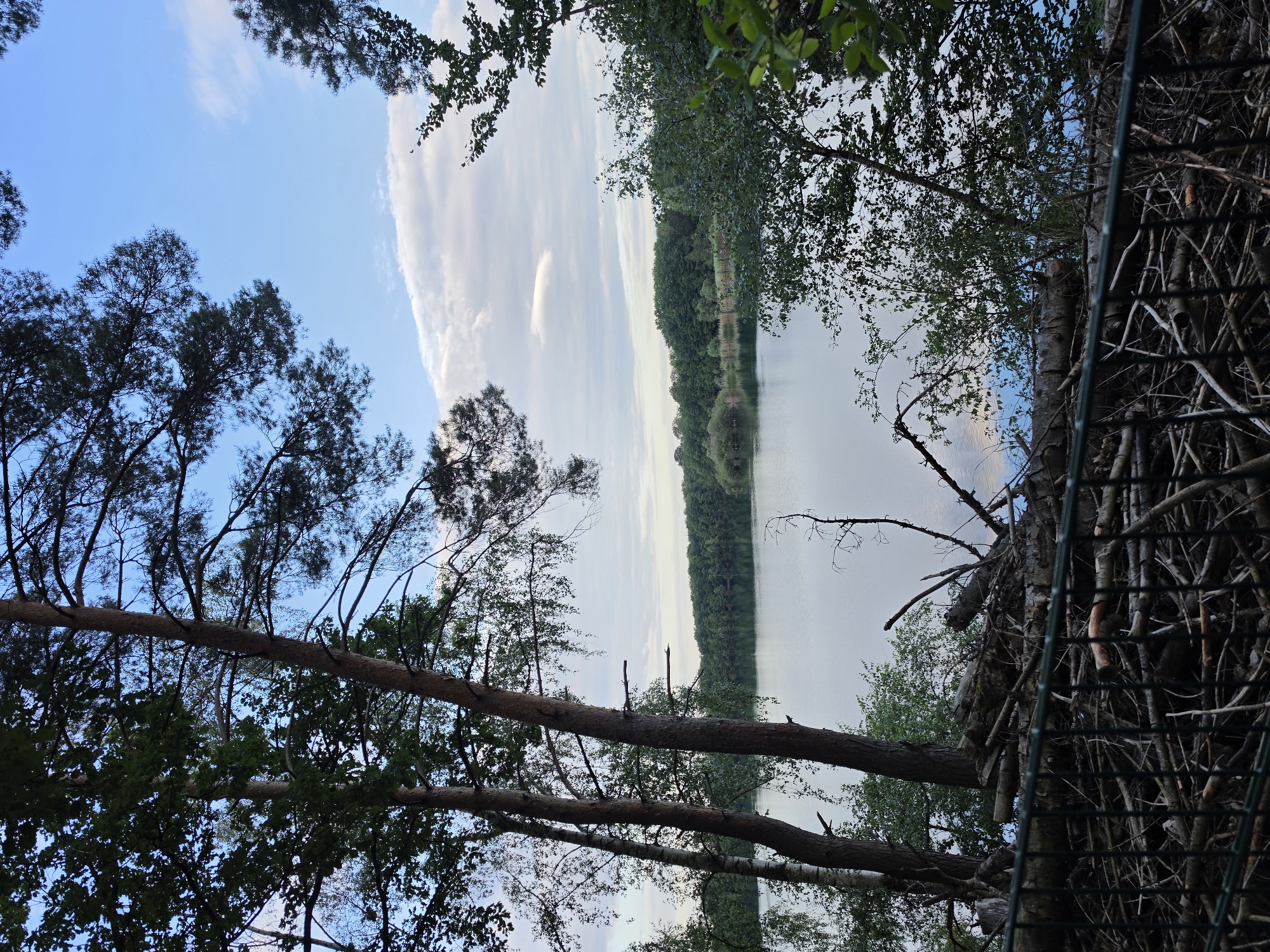 The image depicts a lake surrounded by dense green trees under a cloudy blue sky. In the foreground, a pile of fallen logs and branches is visible behind a dark metal fence. The trees in the foreground are tall with some bare branches and leafy canopies. The lake's surface is calm, reflecting the sky and the distant treeline. The scene suggests a natural setting within or near the city of Kelsterbach, Germany, possibly in a park or recreational area.