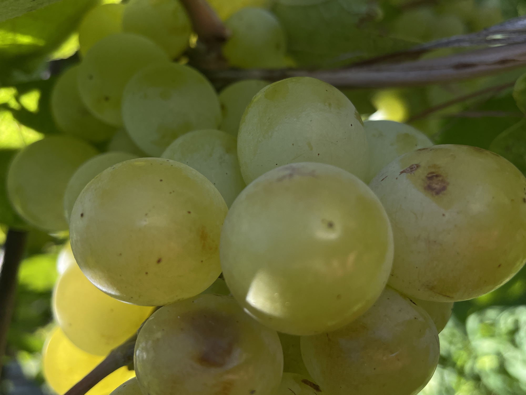 A close-up, macro photograph captures a cluster of ripe, green grapes hanging from a vine. The grapes are plump and round, with some showing slight blemishes or brown spots. Sunlight filters through the leaves, creating a dappled effect on the fruit, highlighting its glossy surface. In the background, out-of-focus green foliage and branches suggest a natural outdoor setting. The image is devoid of any human presence or any specific landmarks that would indicate a location within Rostov-on-Don, Russia.