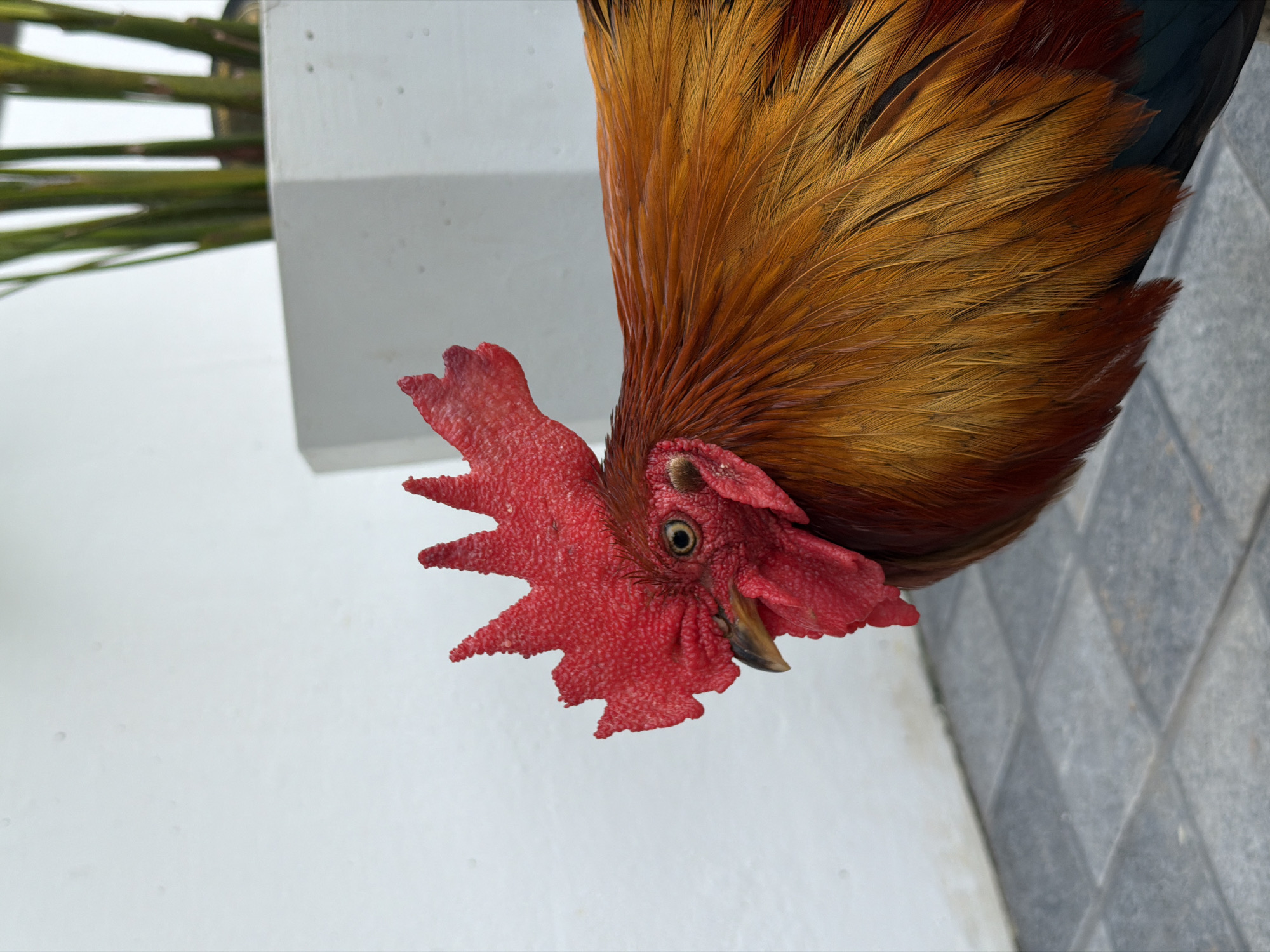 A close-up, eye-level, medium shot captures the profile of a rooster in Baan Bo Phut, Thailand. The rooster, positioned on the right side of the frame, is seen from the chest up, facing left. Its prominent red comb, with pointed serrations, crowns its head. A wattled red neck and throat are visible, along with its sharp beak and a dark, alert eye. The rooster's plumage displays vibrant hues of orange and brown, with some darker feathers on its back. The background consists of a plain white wall on the left, a white planter with green stalks of a plant behind it on the upper right, and a gray tiled floor in the foreground. The lighting appears to be natural daylight, casting subtle shadows.