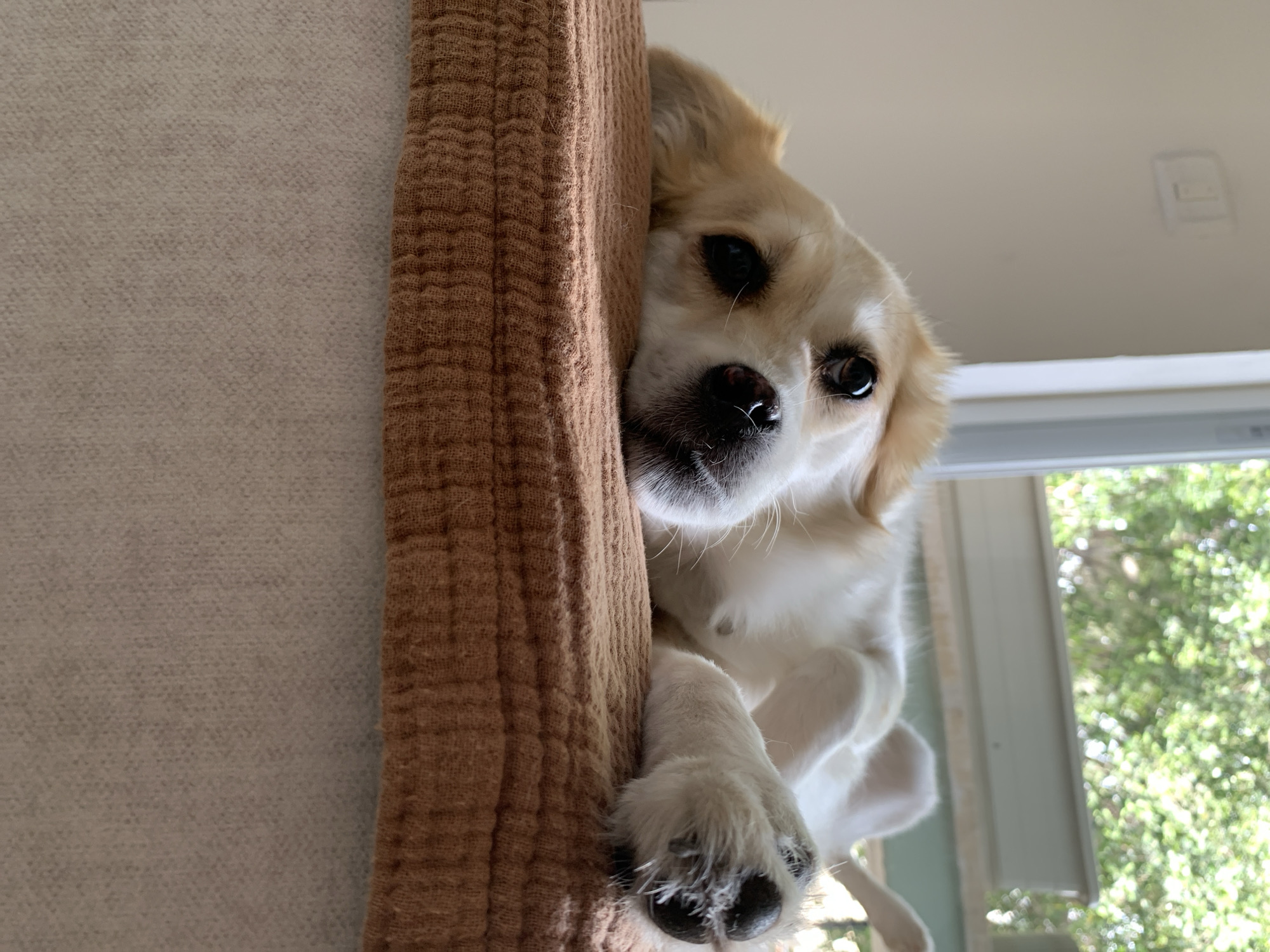 A low-angle shot depicts a small, light-colored dog perched atop a structure covered in brown, textured fabric. The dog is leaning towards the camera, its head and one paw visible. The dog's face is expressive, with dark eyes and a dark nose. In the background, a window reveals a view of greenery, suggesting an outdoor scene. A light-colored wall and a ceiling with an electrical fixture can also be seen in the background.
There is no evidence to suggest the location is Tel-Aviv, Israel.
