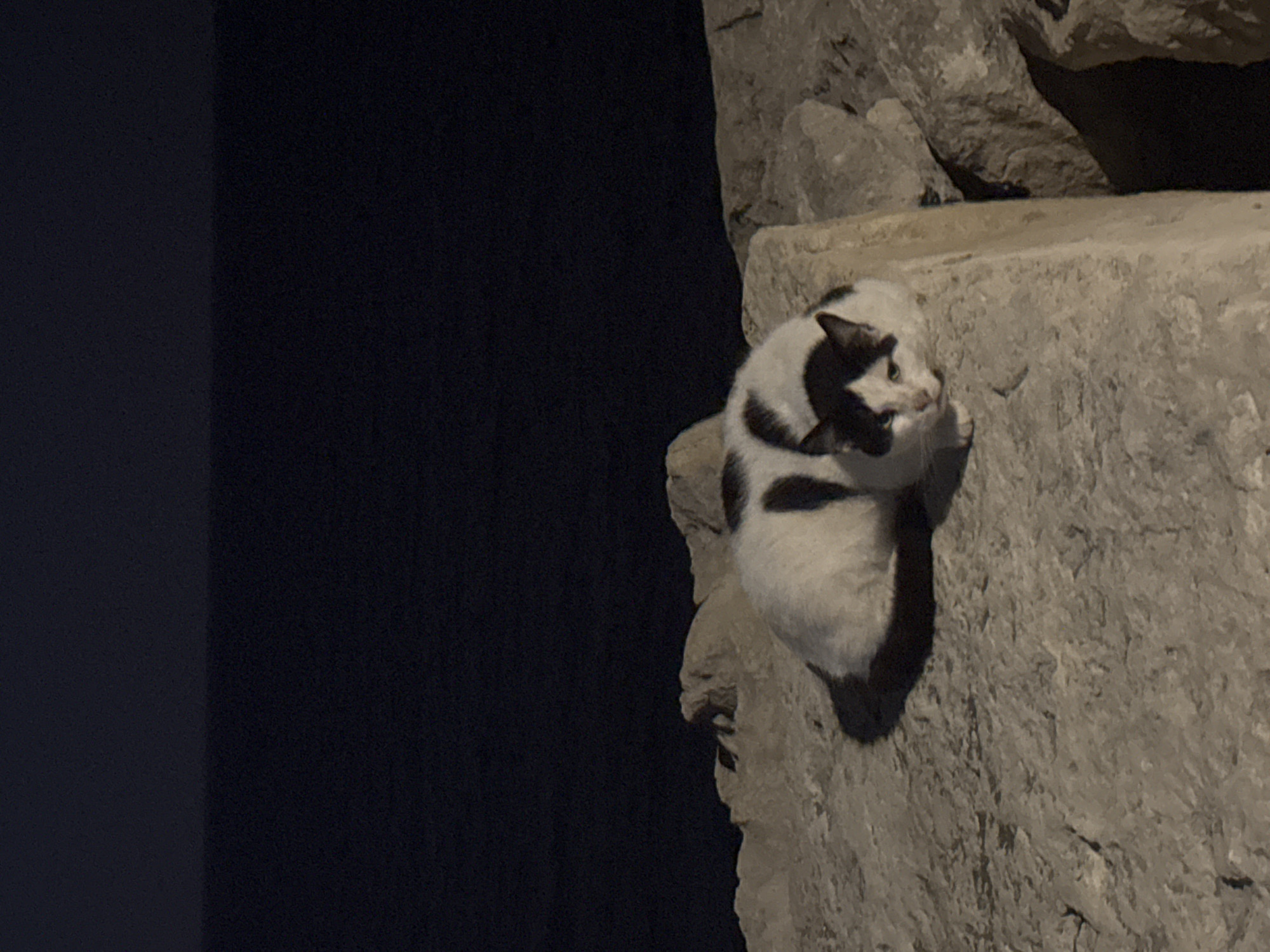 A black and white cat is crouched on a pile of large, grey rocks at night. The cat is facing forward and looking at the camera with green eyes. The background is dark and out of focus, suggesting it is the sea. The rocks are rough and uneven, and the scene is dimly lit.