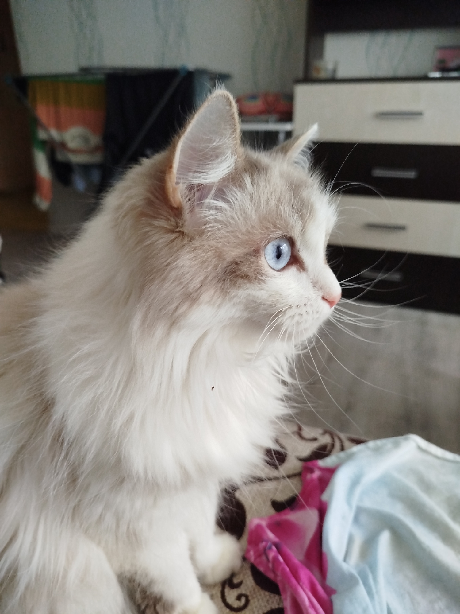A close-up, side-profile shot captures a fluffy, white cat with light brown markings on its head and ears. The cat has striking blue eyes and long, white whiskers. It is positioned on a patterned surface, possibly a sofa or chair, with a pink and blue fabric draped nearby. In the background, a dresser with dark and light drawers is visible, and further behind that, a blurry object with colorful stripes is present. The lighting appears to be natural, suggesting an indoor environment, likely a home.