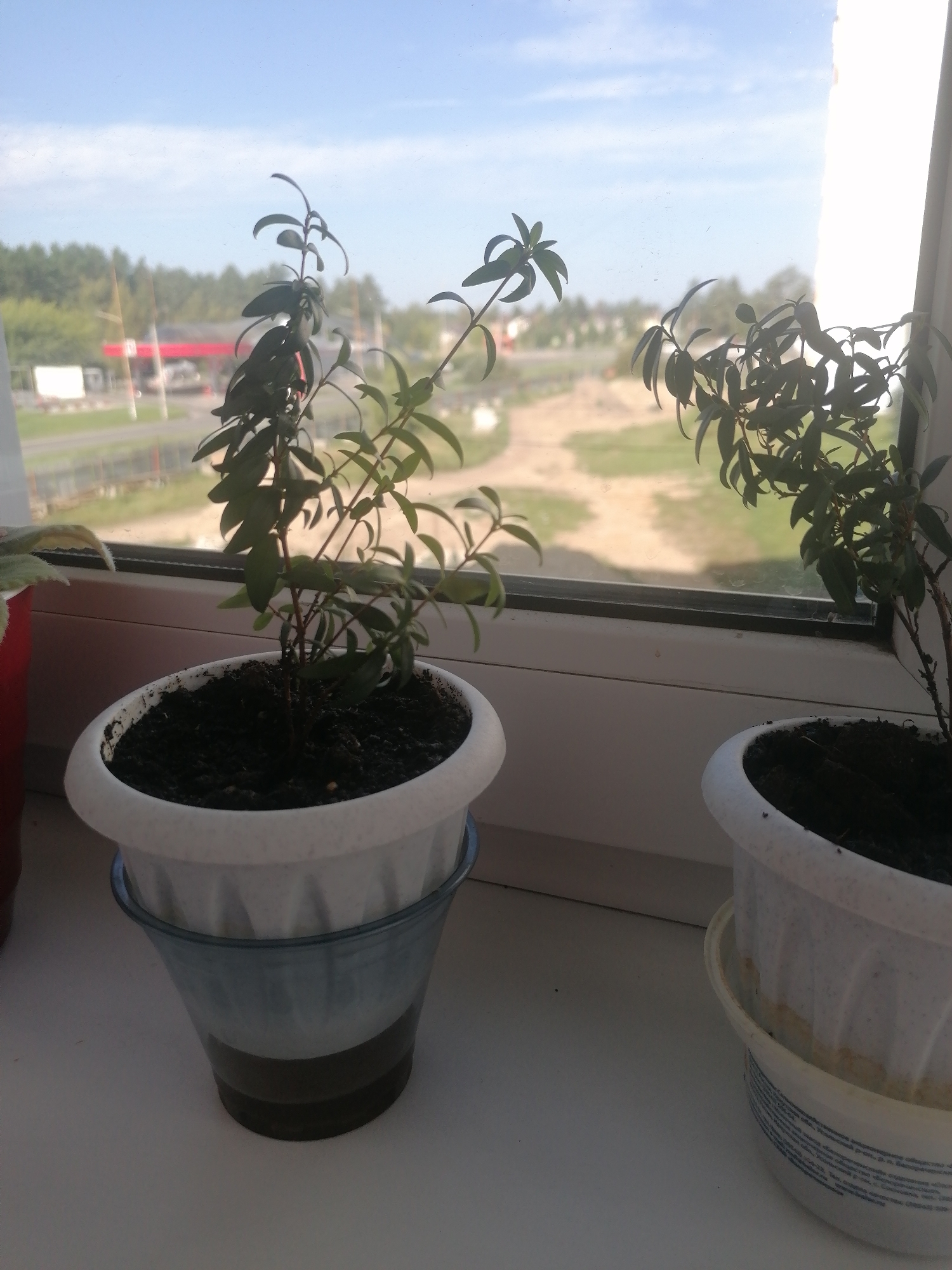 The image shows two potted plants on a windowsill, viewed from inside a building. The plant in the foreground is a small, leafy green plant in a white pot with a blue decorative sleeve. The pot is sitting on a white windowsill. Behind this plant, another similar plant is visible in a white pot, also on the windowsill. Through the window, a slightly blurry landscape can be seen, including trees, a road, and what appears to be a gas station with a red roof. The sky is blue with some clouds. The scene appears to be in the city of Angarsk, Russia.