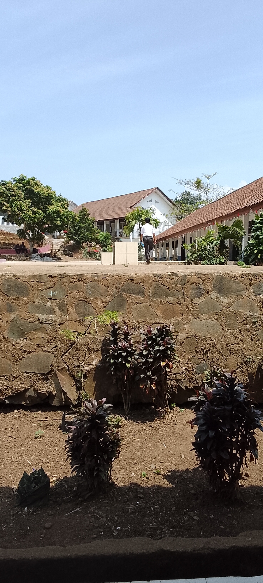 The image shows a sunny day scene in what appears to be an outdoor area of a school or institutional building, possibly in Tanjung Setia, Indonesia. A person in a white shirt and dark pants is walking away from the camera, towards buildings with terracotta tile roofs. In the foreground, there is a low wall constructed from irregular stones. Beyond the wall, there are several plants with dark reddish-purple leaves planted in dark soil. Behind the person, there are two buildings with open walkways and the clear sky above. To the left of the buildings, there are trees and a terraced area with some seated figures. The overall impression is of a warm, bright day in an educational or community setting.