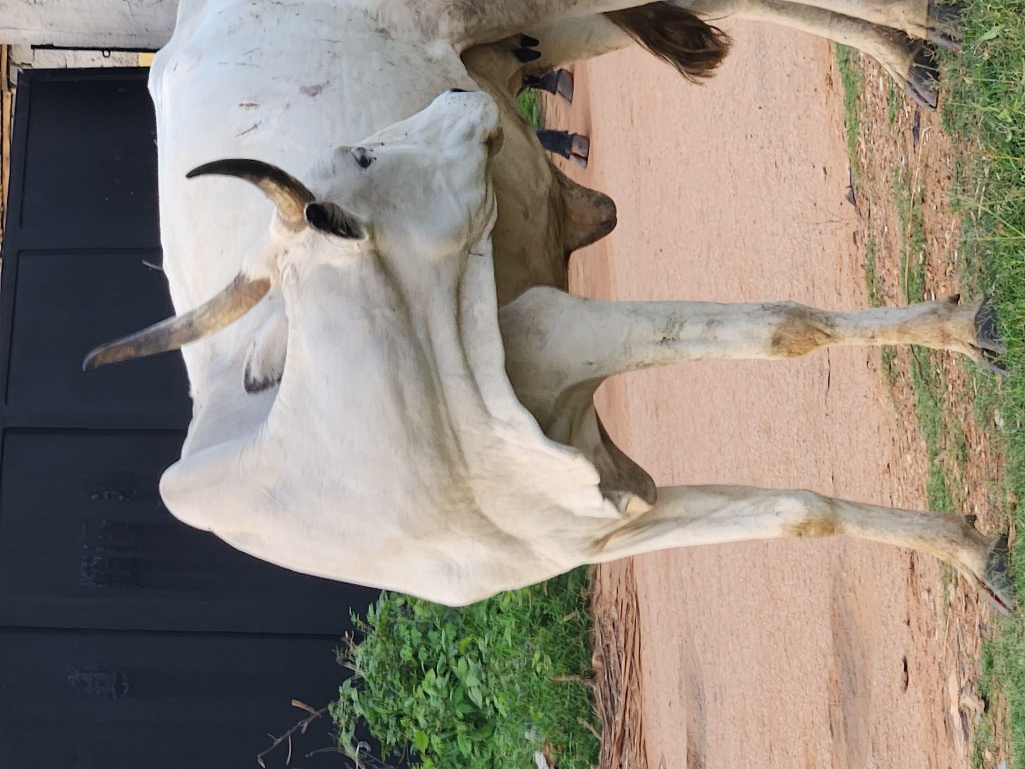 An adult, light-colored zebu cow stands in profile facing right, with its head turned back to observe something behind it. The cow has characteristic humped shoulders and short, curved horns. Its skin appears loose and pendulous, particularly under its belly. The cow is standing on a dirt path with sparse green grass growing along the edges. In the background, a dark, opaque fence or wall is visible, behind which lush green foliage can be seen. Two individuals are partially visible in the middle ground, to the right of the cow, one wearing dark pants and the other in what appears to be brown footwear. The scene appears to be located in Sabon Tasha, Nigeria, given the environmental context and potential breed of cattle common to the region.