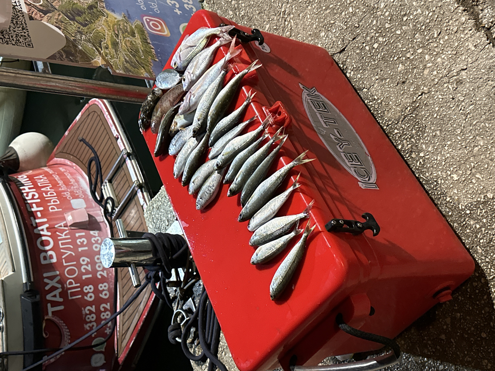 A collection of freshly caught fish, primarily small silver and darker varieties, are arranged on top of a bright red cooler labeled "ICEY-TEK". The cooler rests on a textured concrete surface, possibly a dock or waterfront promenade. In the background, a boat with red lettering indicating "TAXI BOAT-FISHING" and Russian text, possibly "ПРОГУЛКА", is visible, along with mooring ropes and a metal cleat. A map with a QR code is also partially visible on the right side of the frame, suggesting a tourist or information area. The lighting indicates it might be late afternoon or early evening. The scene appears to be located in Budva, Montenegro, given the context of fishing boats and tourist information often found in coastal Montenegrin cities.