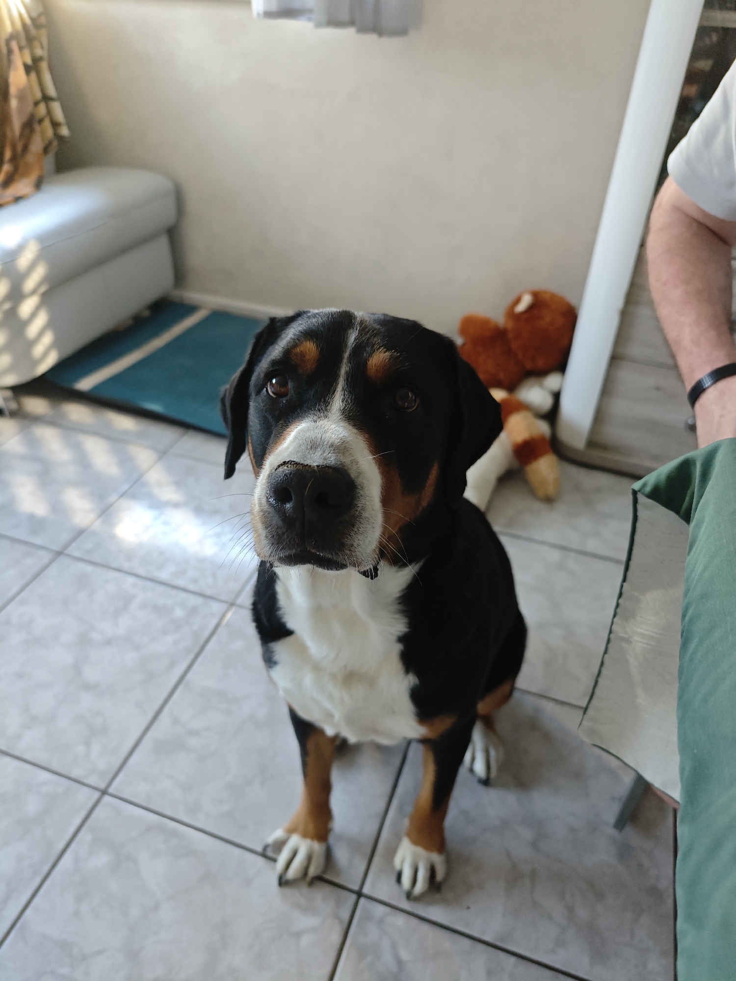 A Bernese Mountain Dog is the central subject in this indoor scene. The dog is positioned facing the camera, with its head tilted slightly upwards. It has black, white, and tan markings. The dog is sitting on a light-colored tiled floor. In the background, there is a white ottoman or bench with a blue and white striped mat in front of it. To the right, a plush toy, possibly a bear, is visible. Further to the right, the lower body of a person wearing a green garment is seen, along with part of a white table. A black wristband is visible on the person's arm. The environment suggests an interior living space, potentially in Barntrup, Germany, given the context provided. The lighting indicates it is daytime, with sunlight casting shadows.