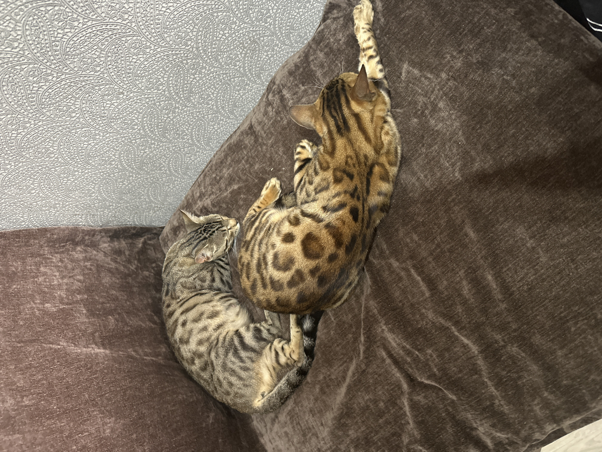 Two Bengal cats are resting on a brown, plush sofa. The cat on the left is lying on its side, curled up with its head tucked in. The cat on the right is stretched out on its stomach, with one paw extended. Both cats have distinctive spotted coats. The background features a textured grey wallpaper with a paisley pattern. The image appears to be taken indoors, likely in a residential setting. There is no information about the city of Linevo, Russia, in the image.